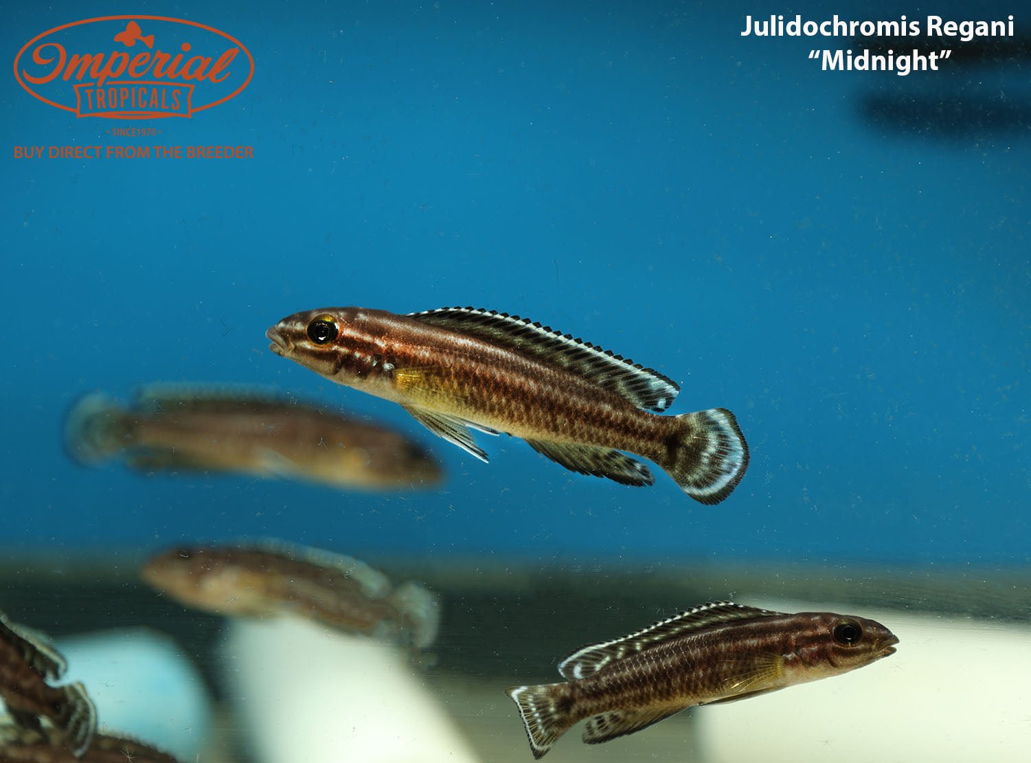 Julidochromis regani "Midnight"