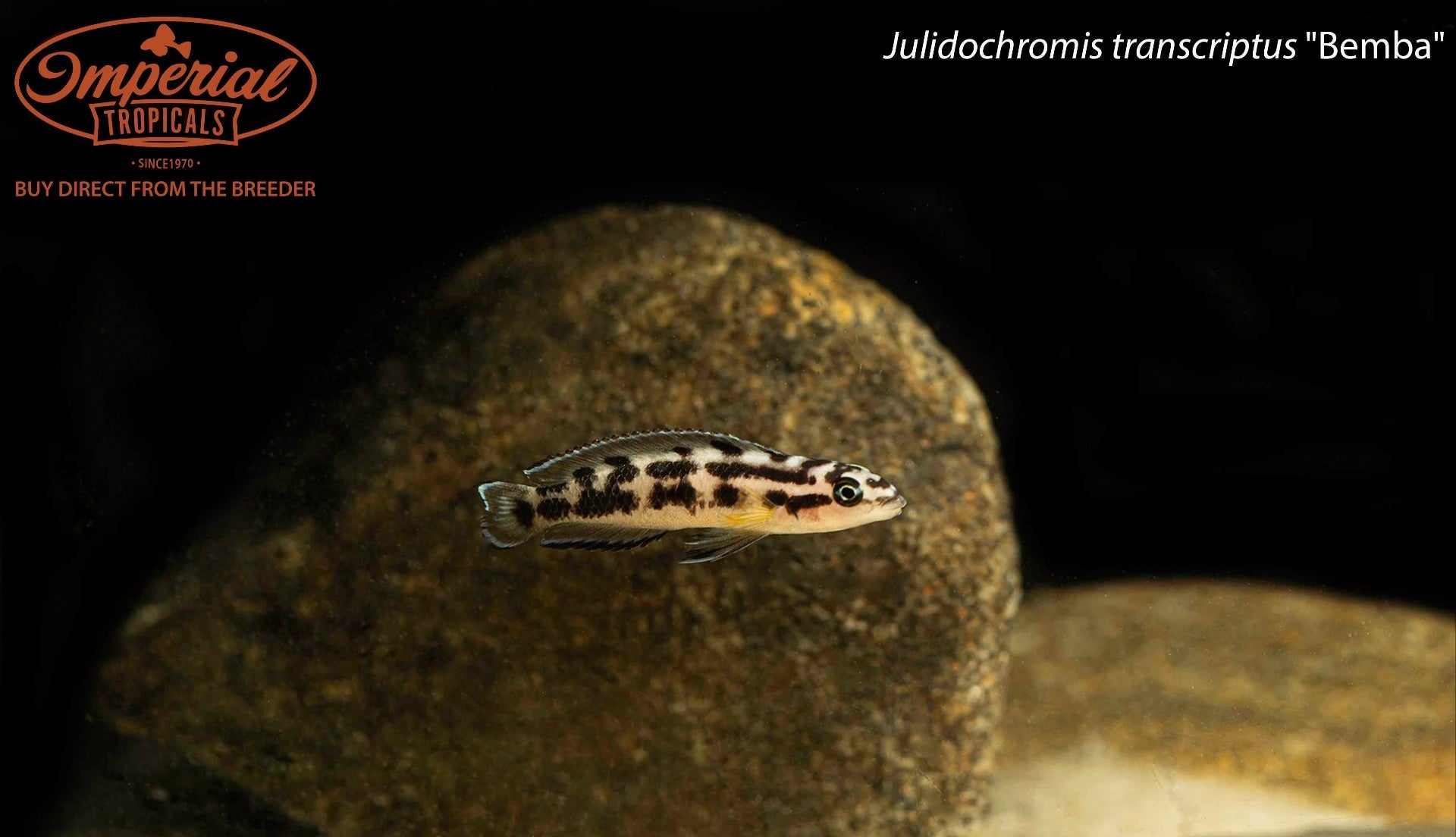 Julidochromis transcriptus "Bemba"
