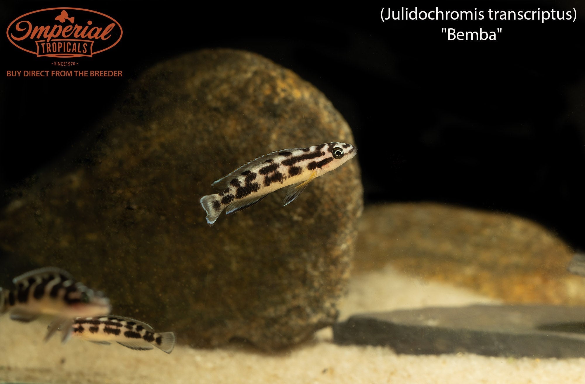 Julidochromis transcriptus "Bemba"