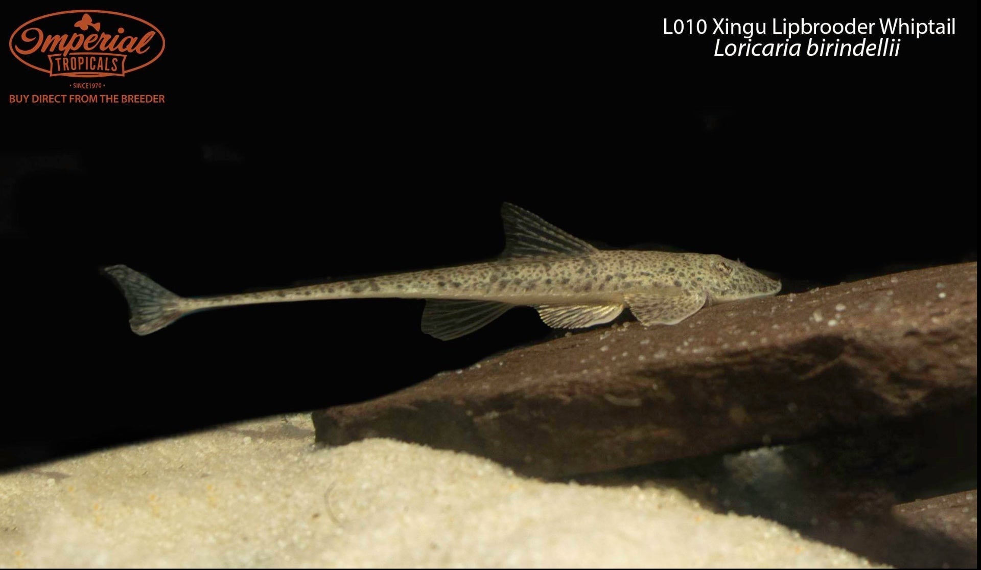 L010 Xingu Lipbrooder Whiptail