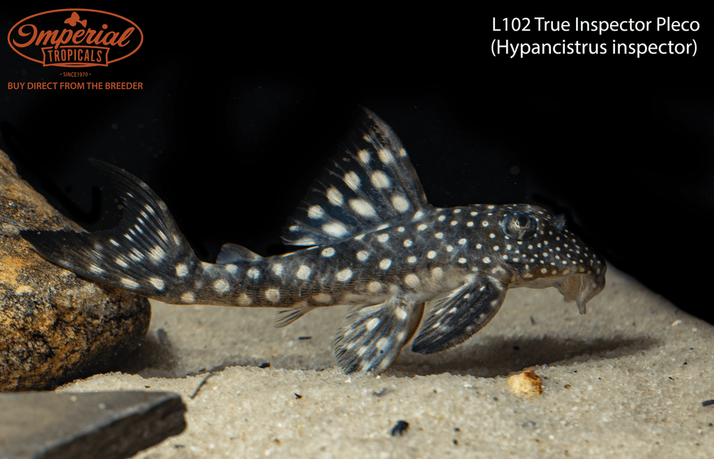 L102 True Inspector Pleco
