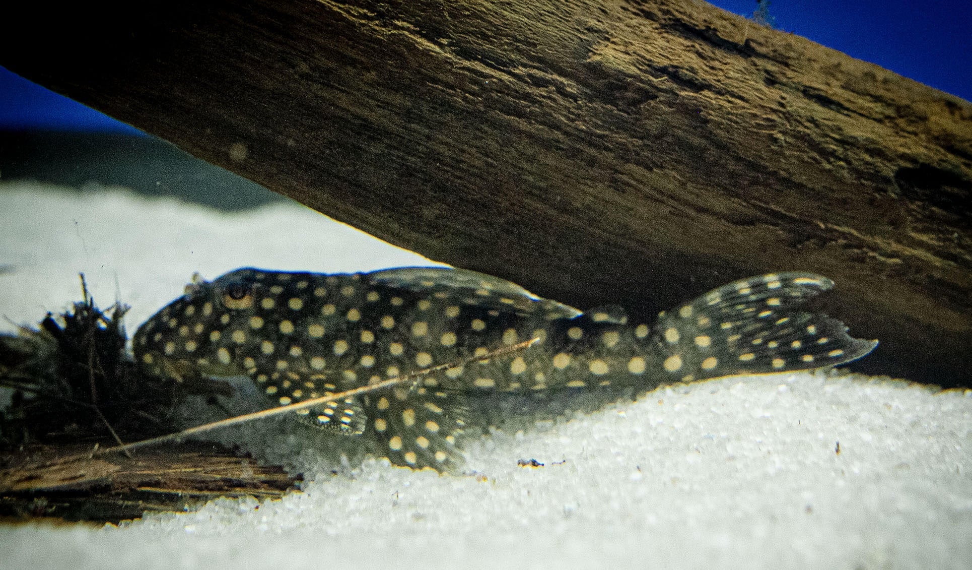 L048 Golden Cloud Pleco
