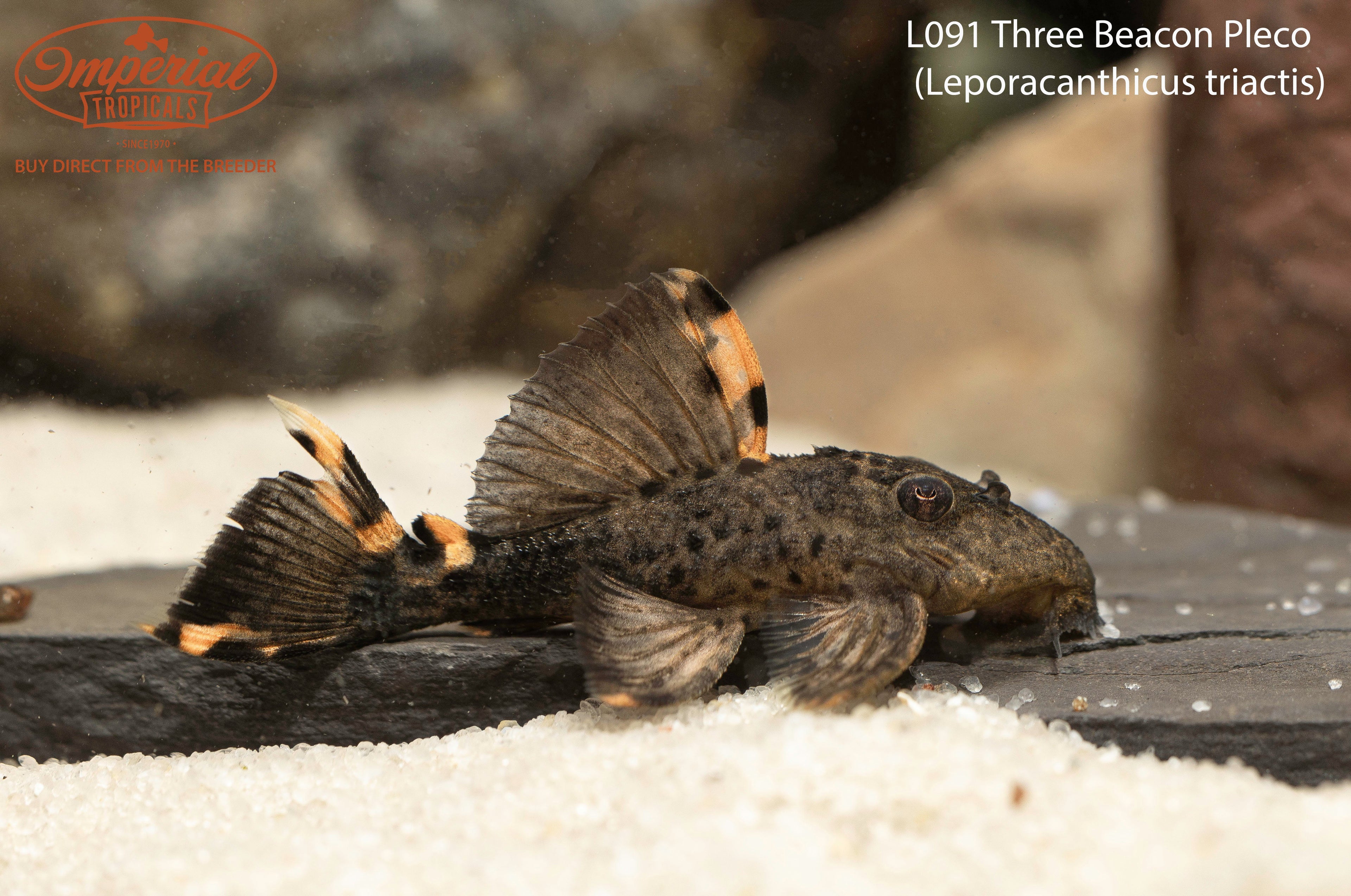 L091 Three Beacon Pleco
