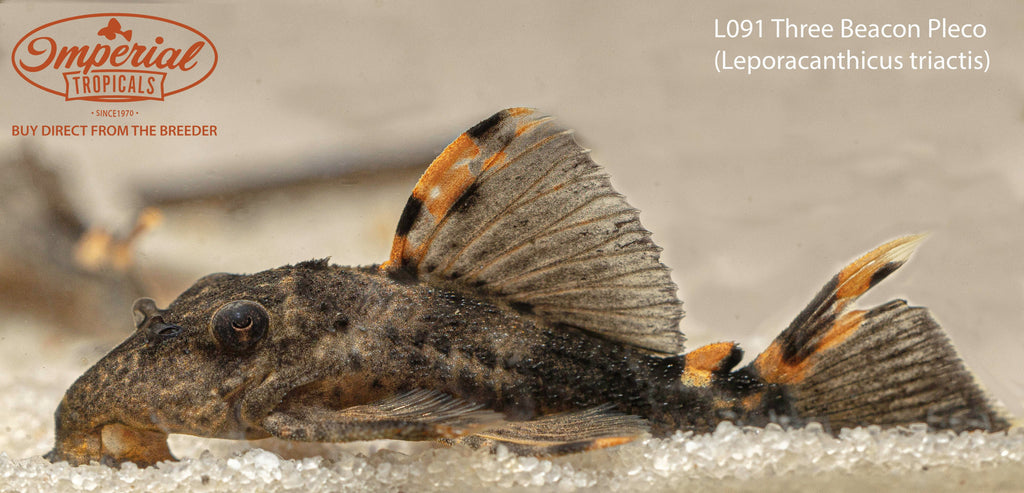 L091 Three Beacon Pleco