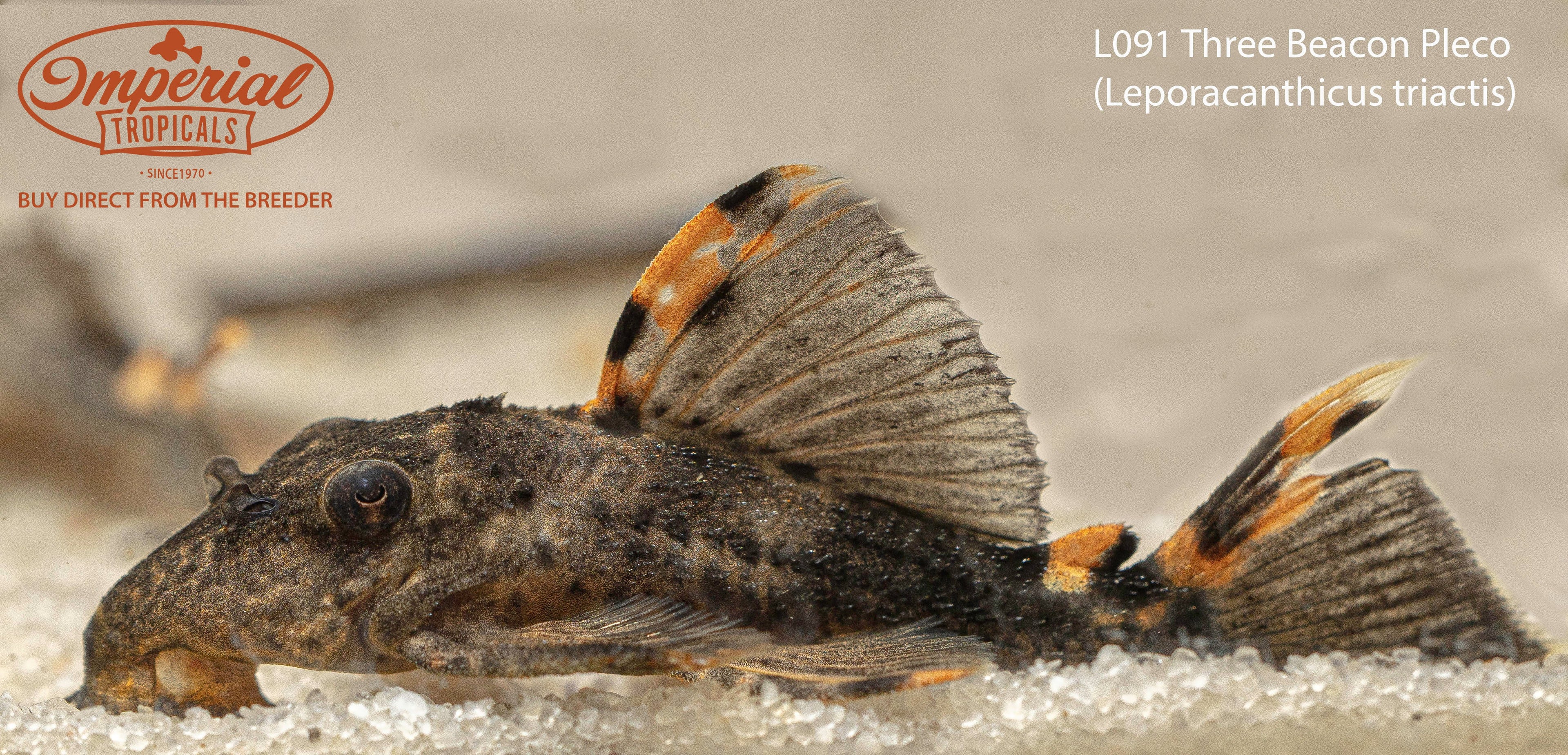 L091 Three Beacon Pleco