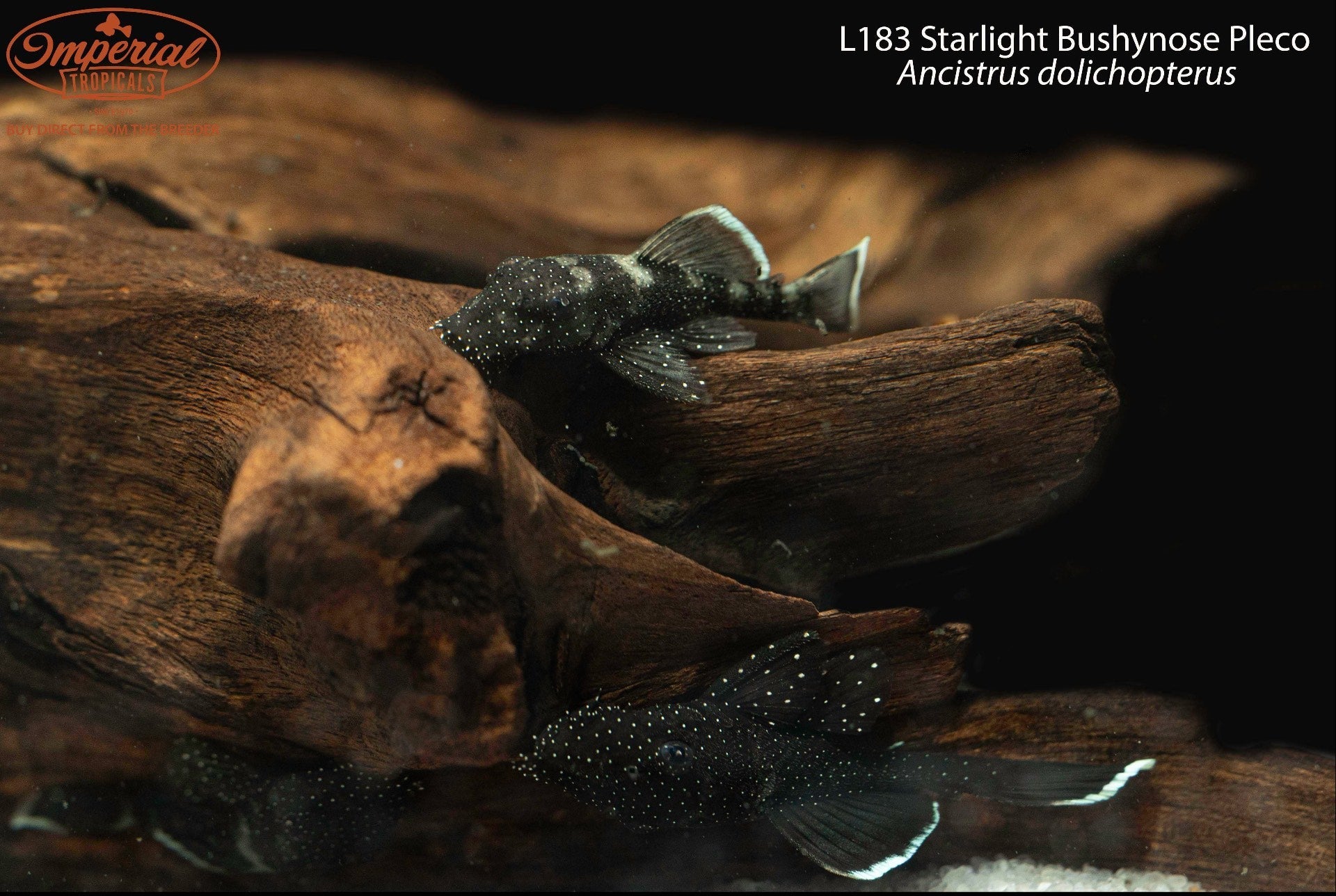 L183 Starlight Bushynose Pleco