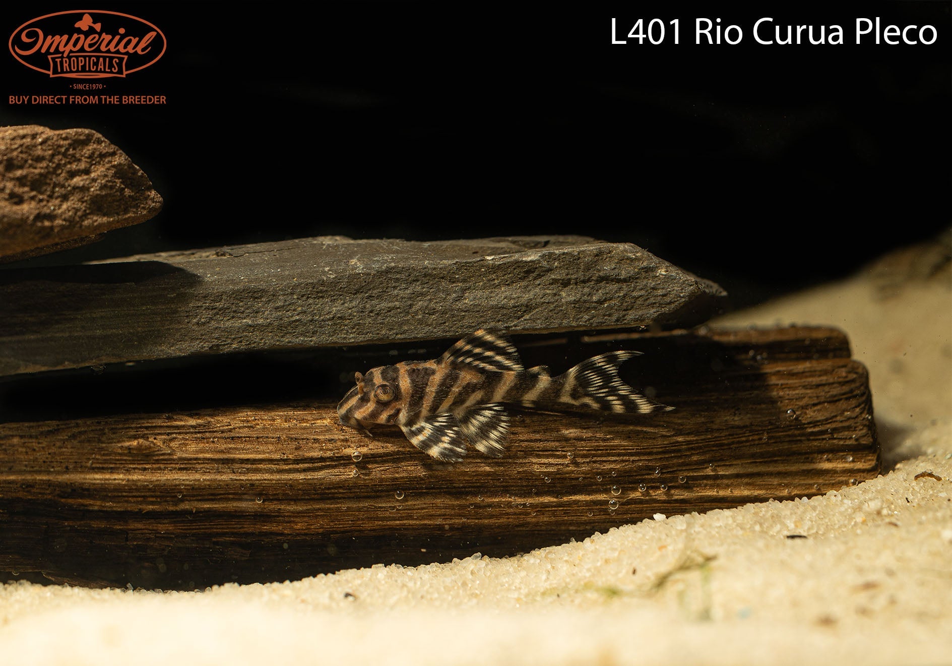 L401 Rio Curua Pleco