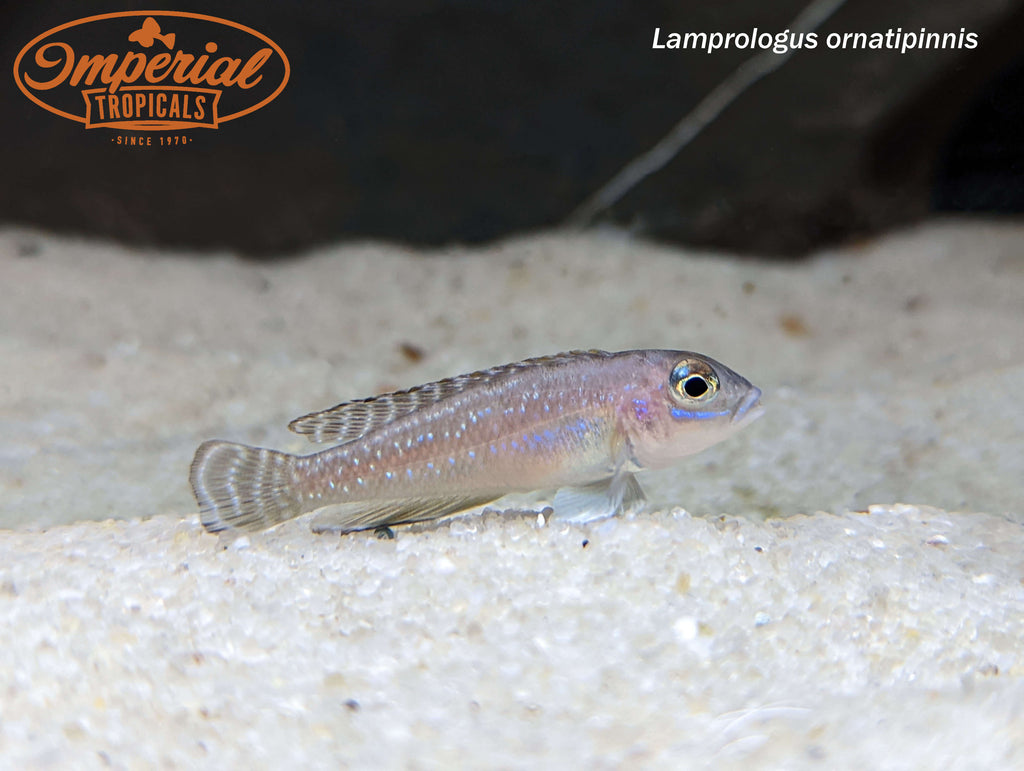 Lamprologus ornatipinnis