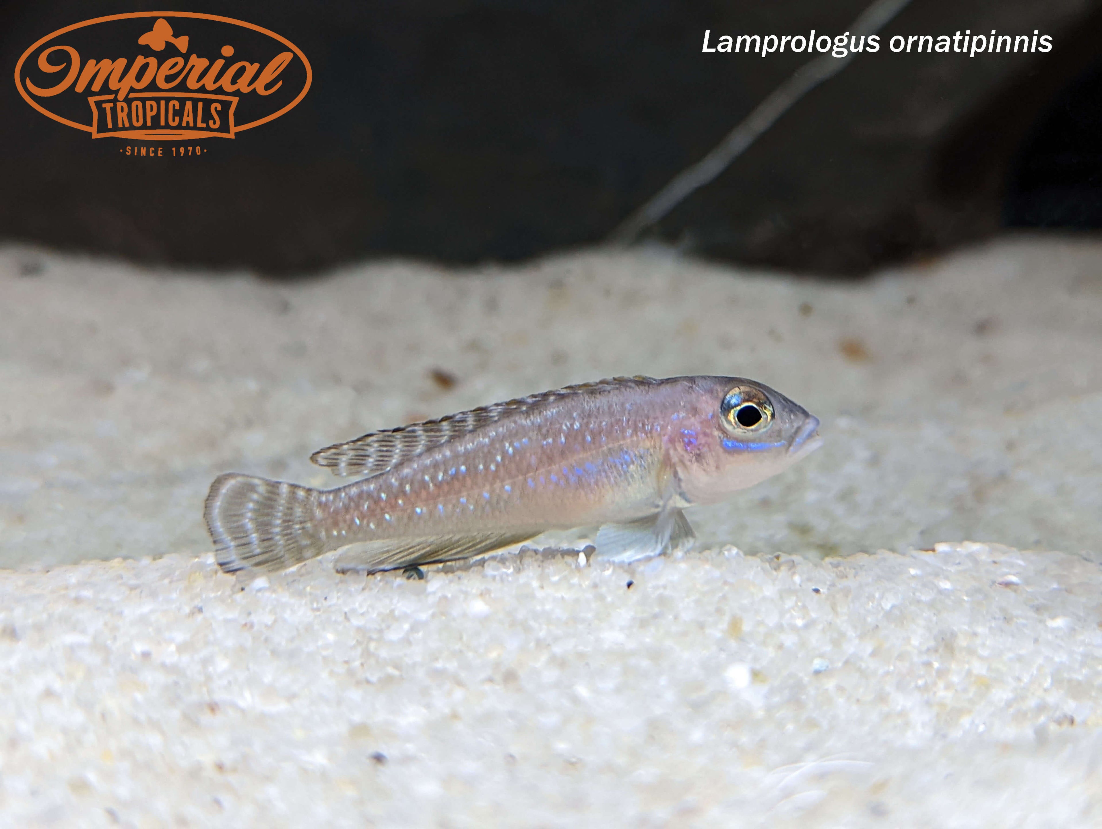 Lamprologus ornatipinnis