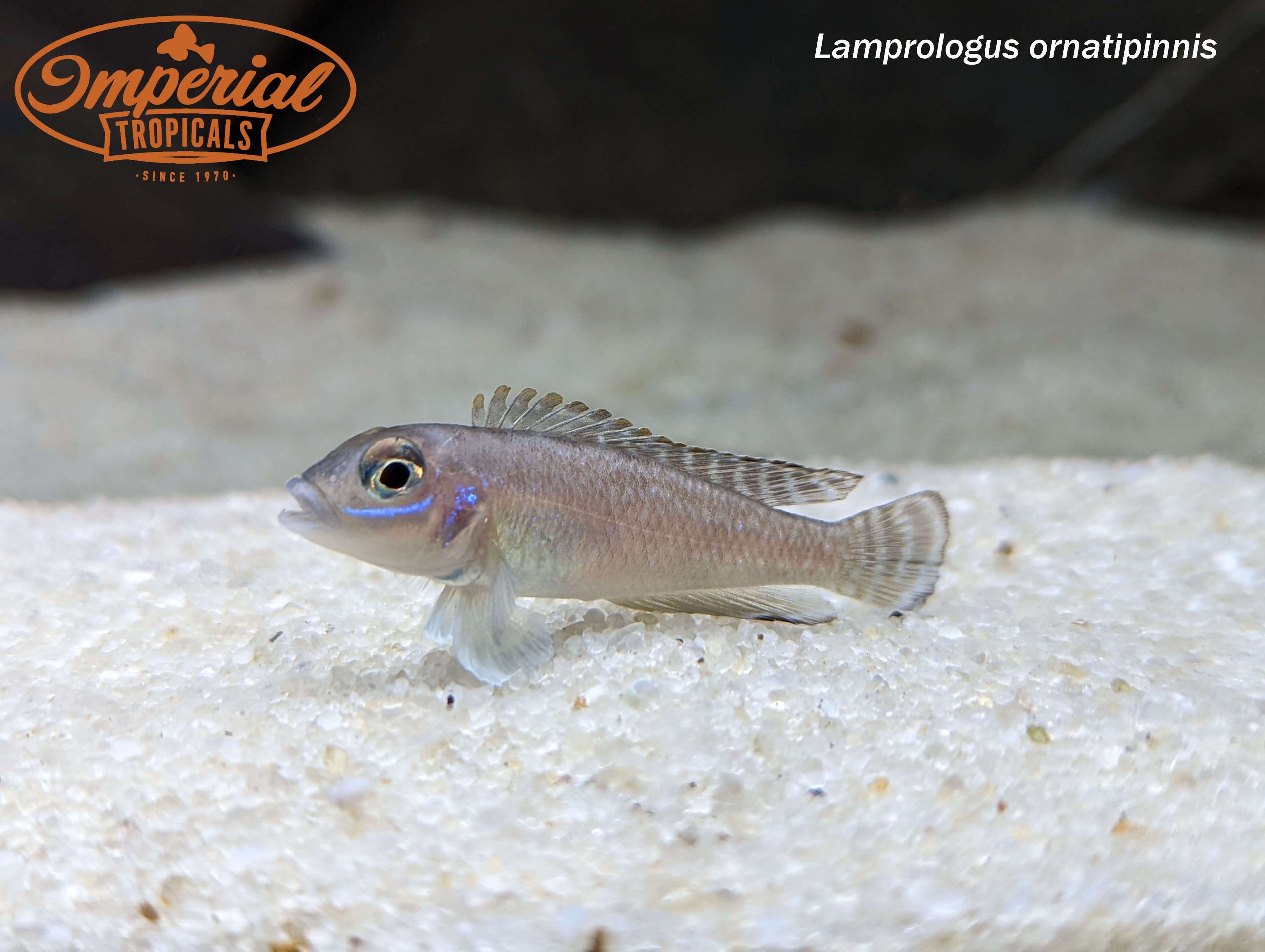 Lamprologus ornatipinnis