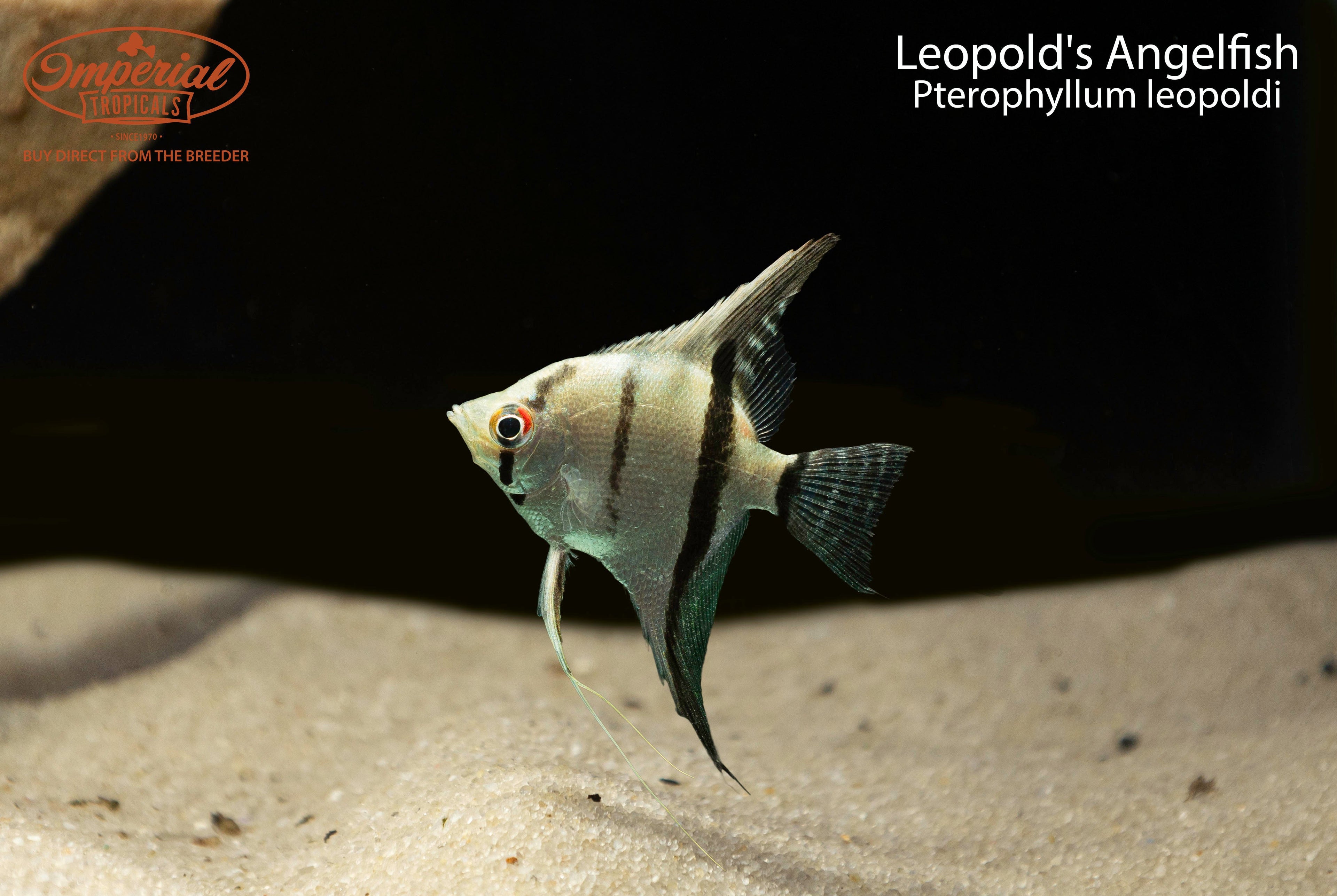 Leopold's Angelfish