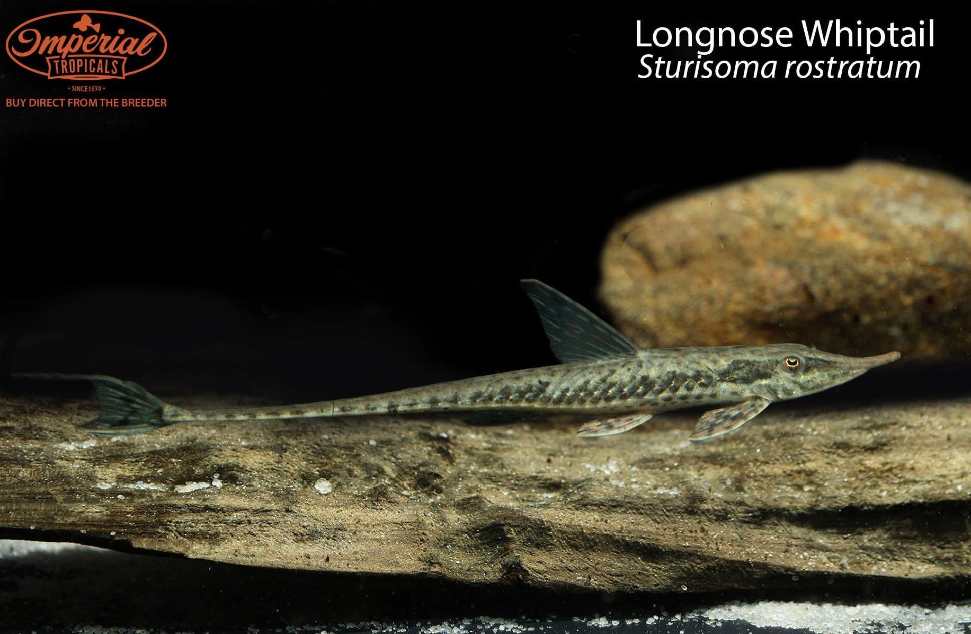 Longnose Whiptail