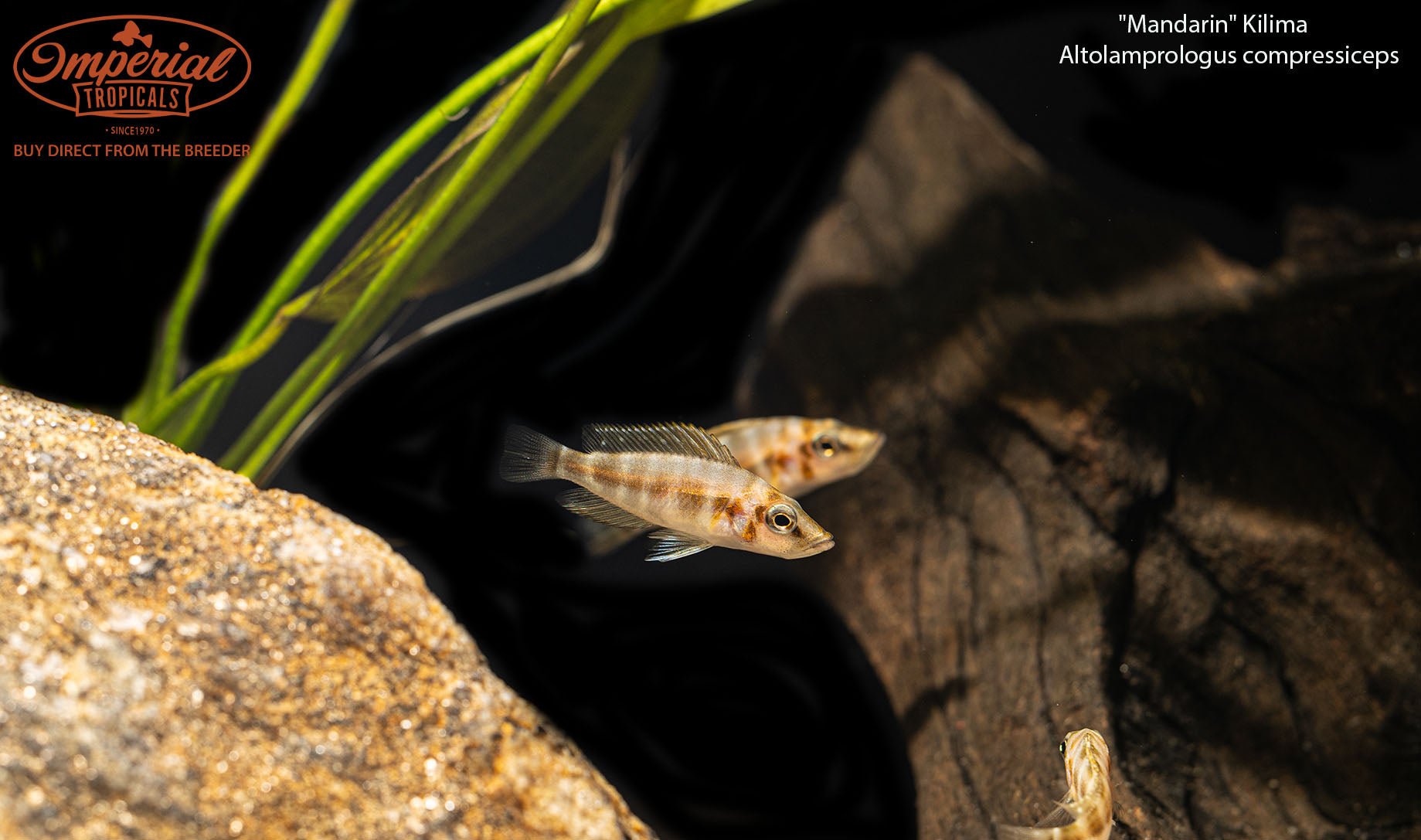 Altolamprologus compressiceps "Mandarin" Kilima