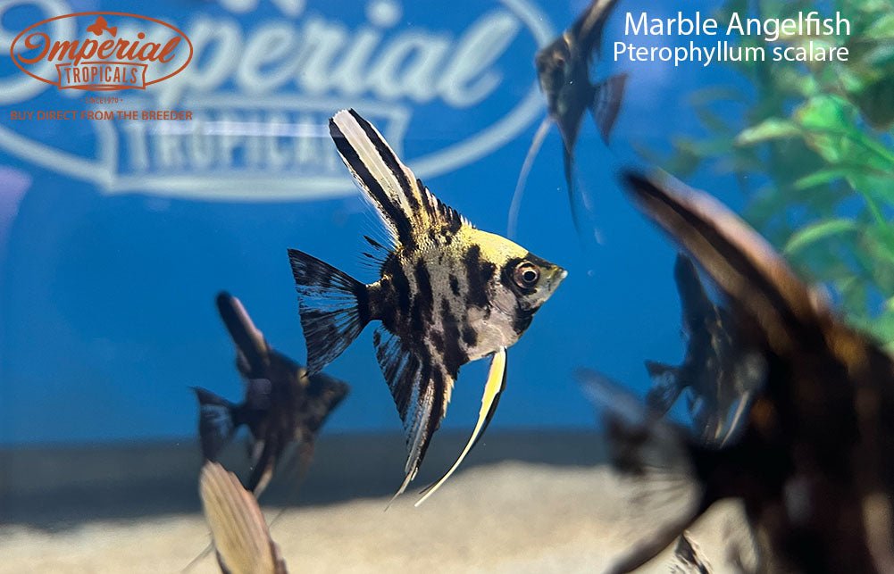 Marble Angelfish