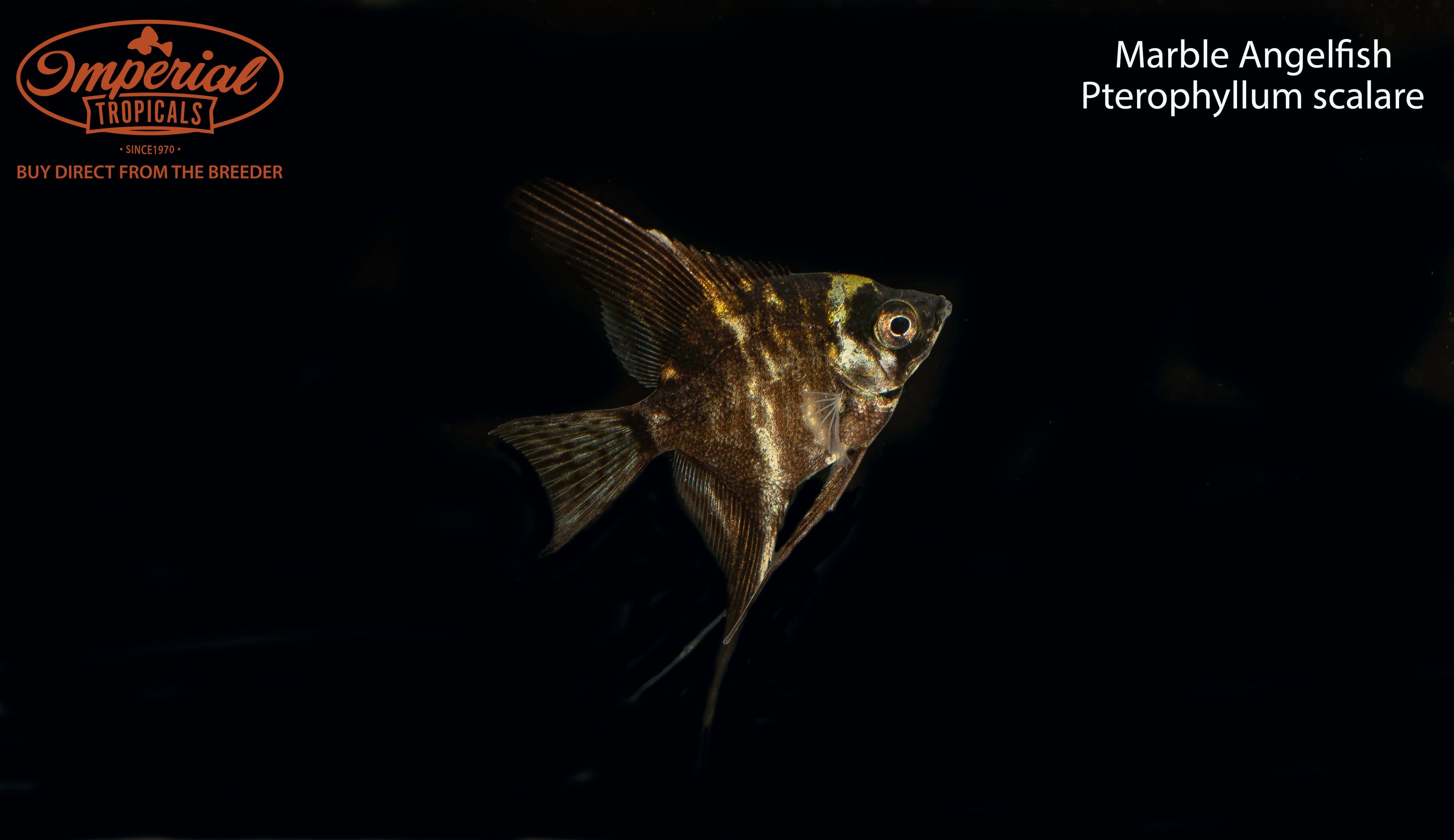 Marble Angelfish