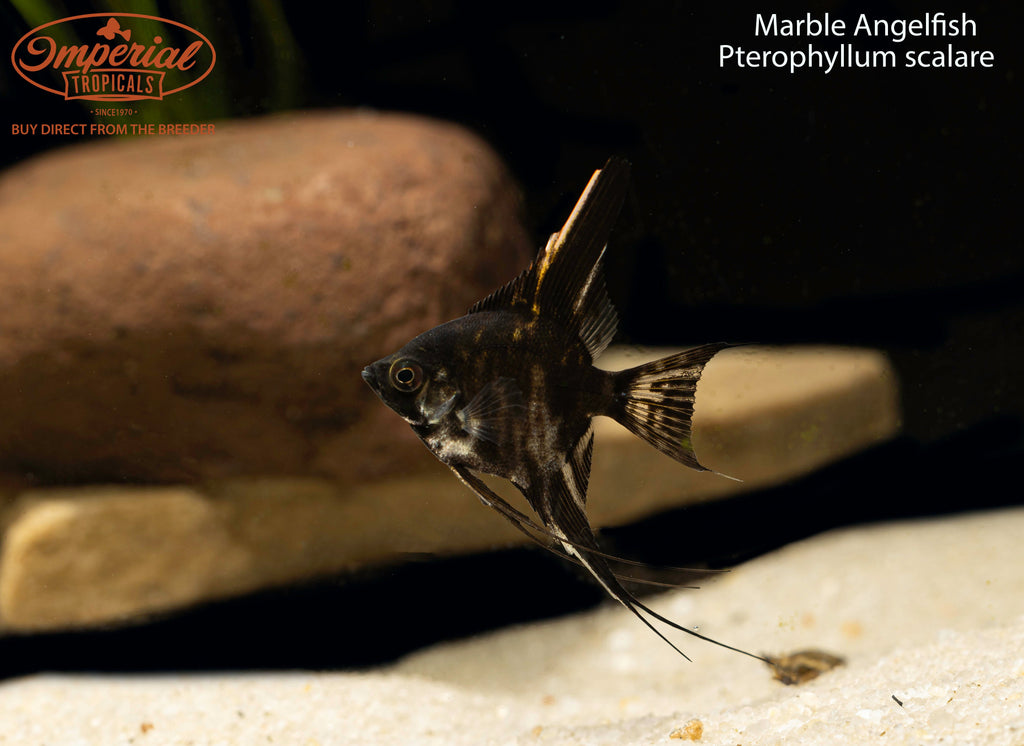 Marble Angelfish
