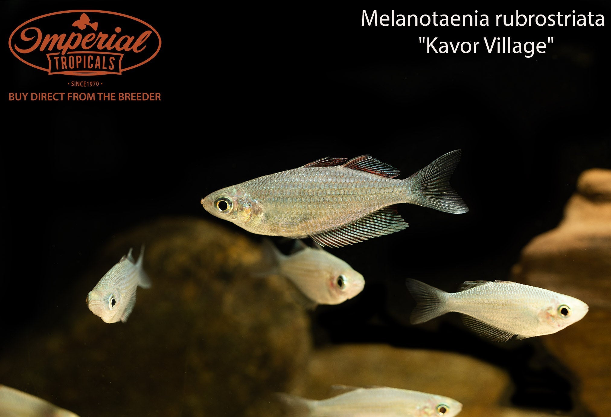 Kavor Village Rainbowfish