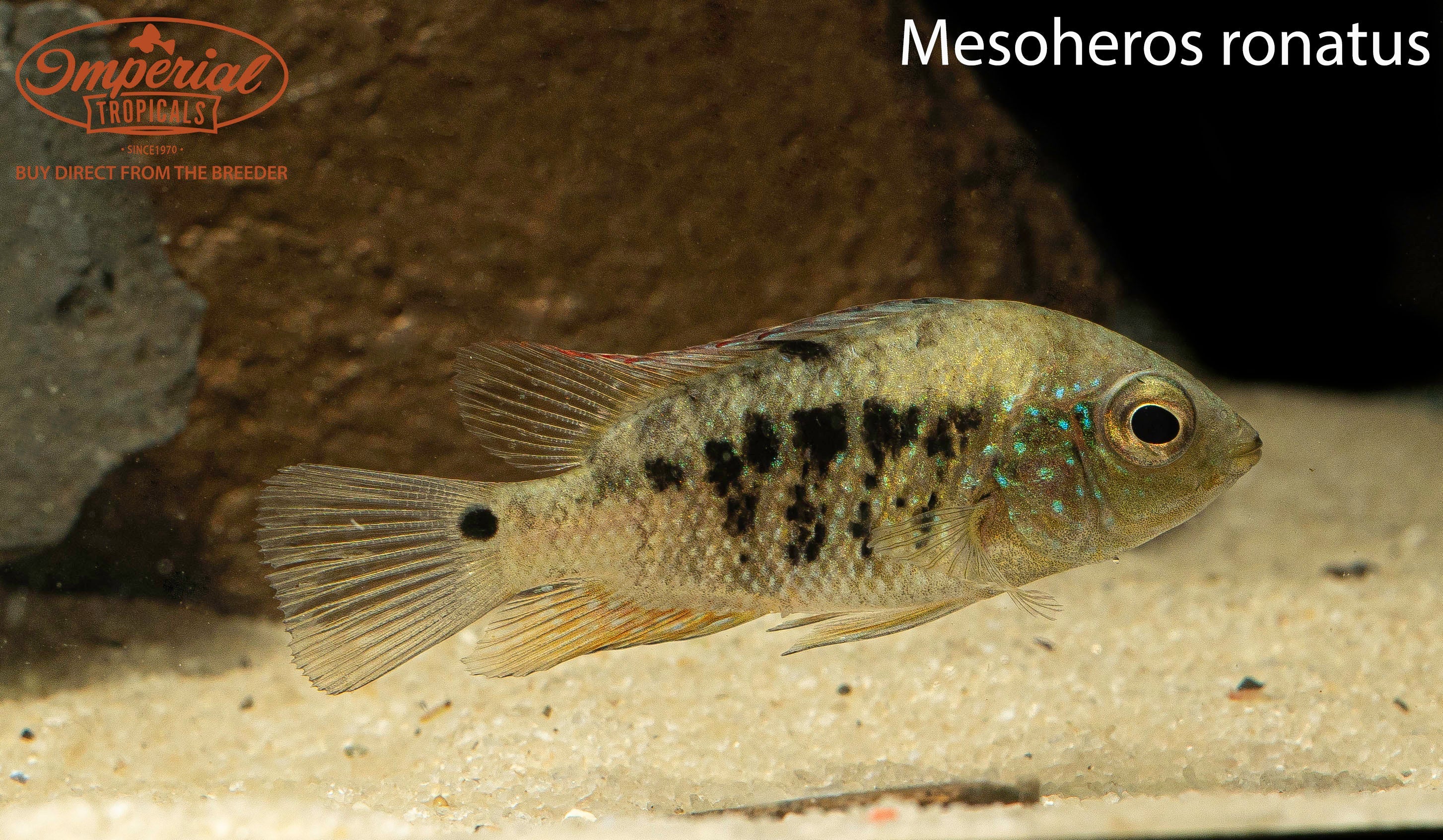 Mesoheros ornatus