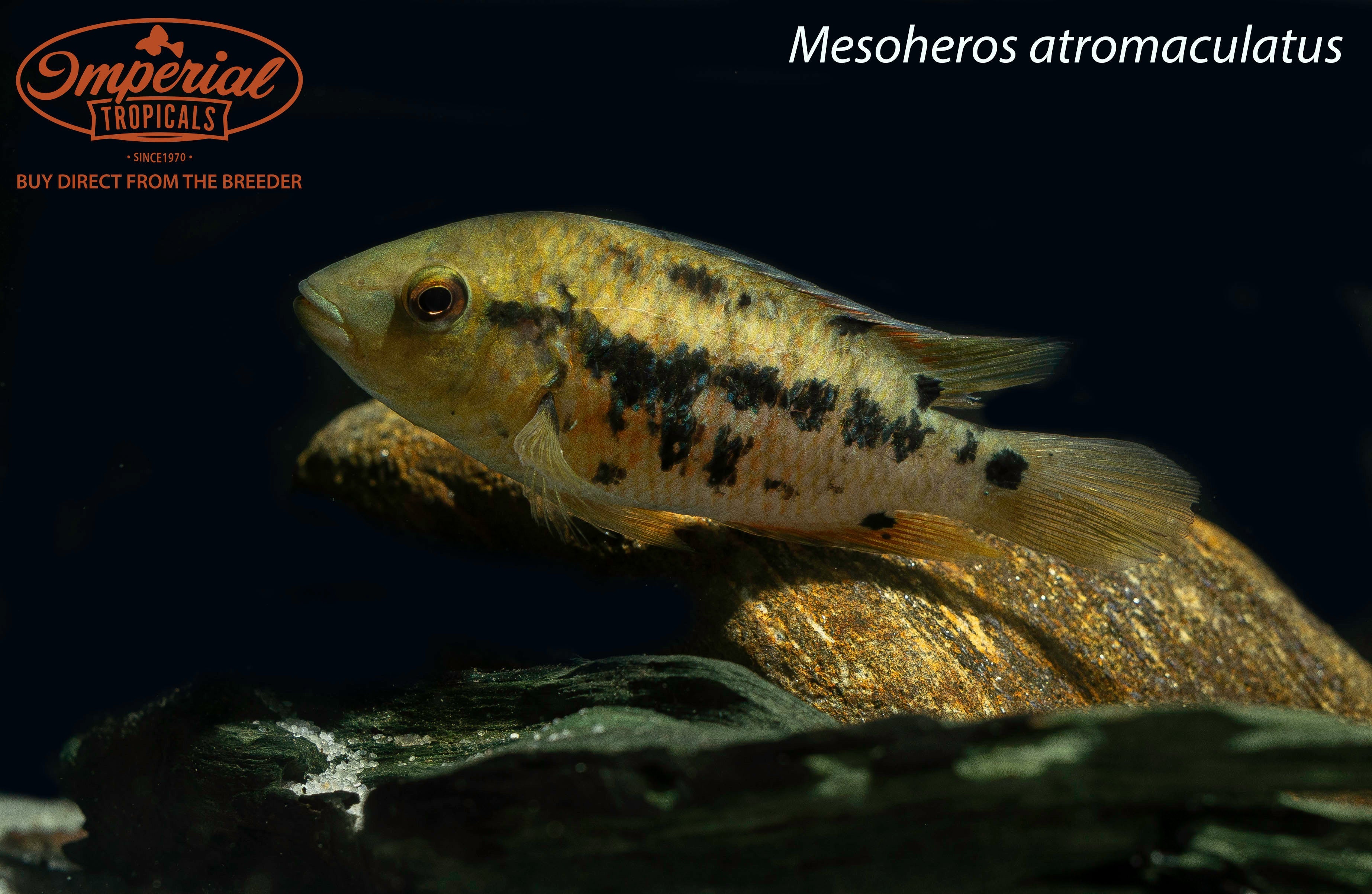 Atromaculatus Cichlid