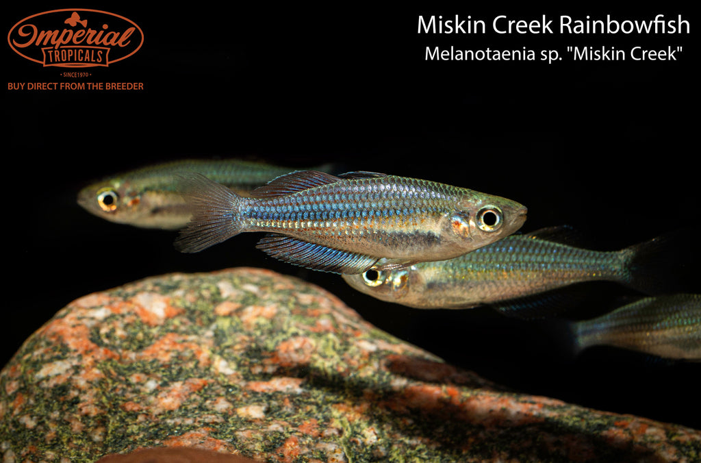 Miskin Creek Rainbowfish