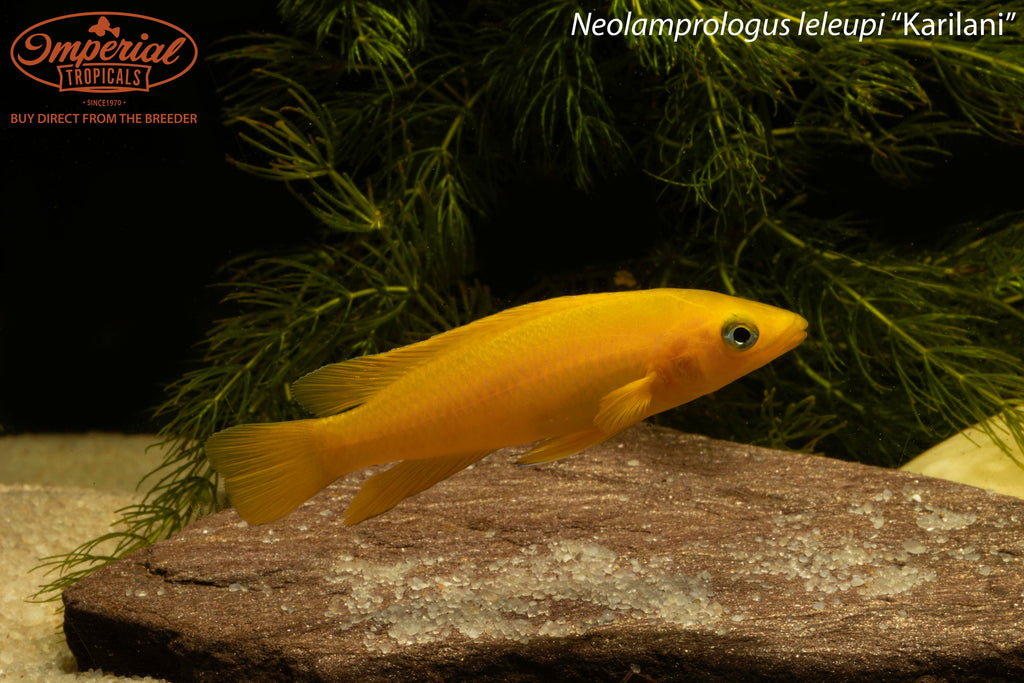 Neolamprologus leleupi "Karilani"