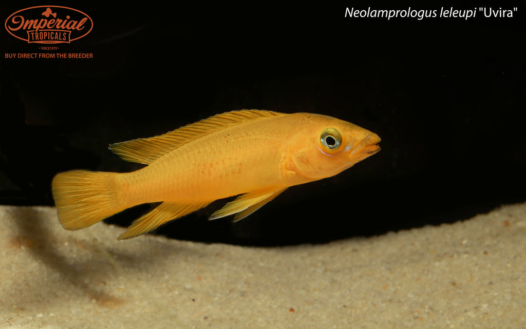 Neolamprologus leleupi "Uvira"