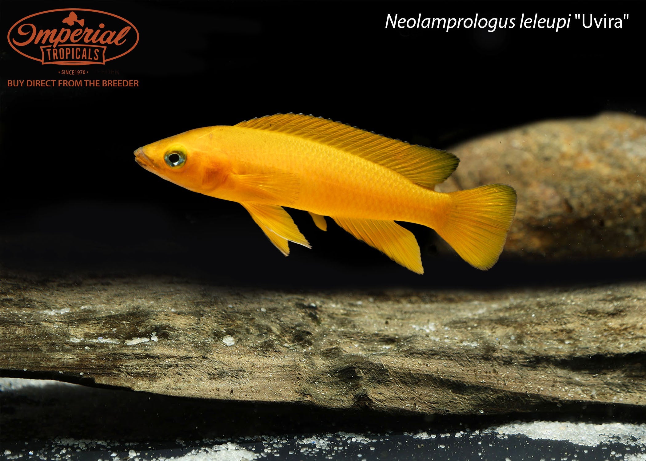 Neolamprologus leleupi "Uvira"
