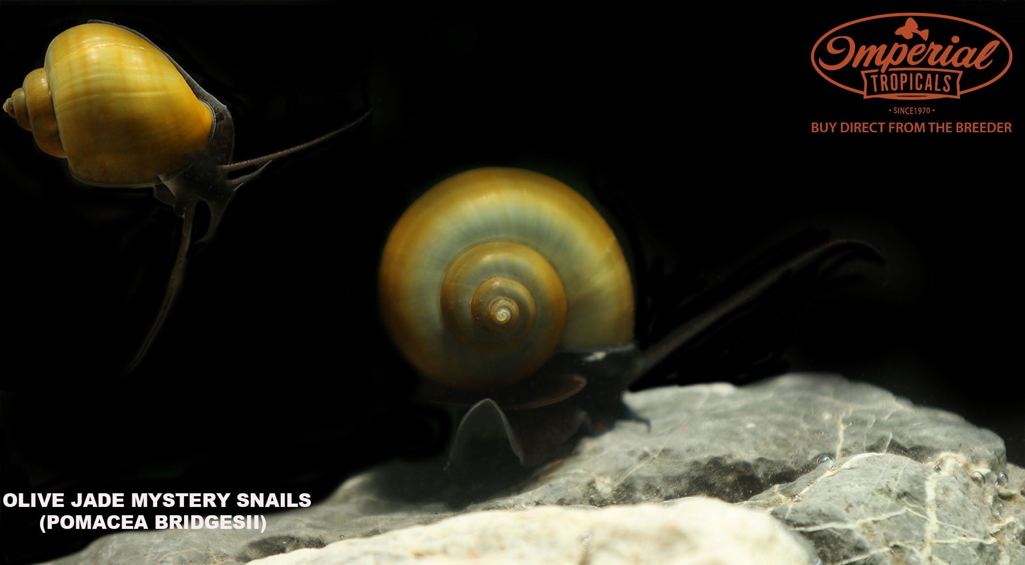 Jade Mystery Snail