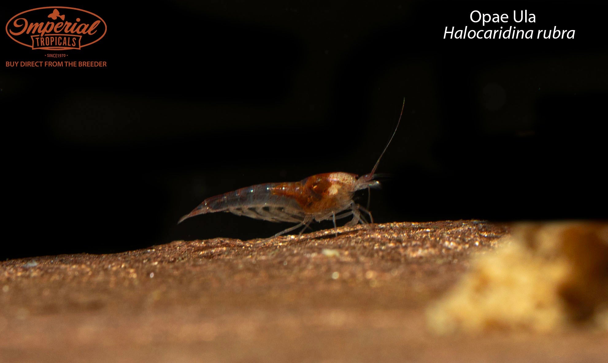 Opae Ula Shrimp