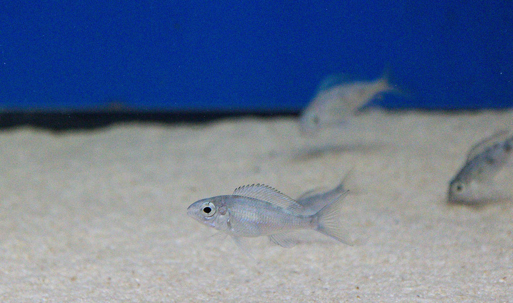 Ophthalmotilapia ventralis "Red Cap"