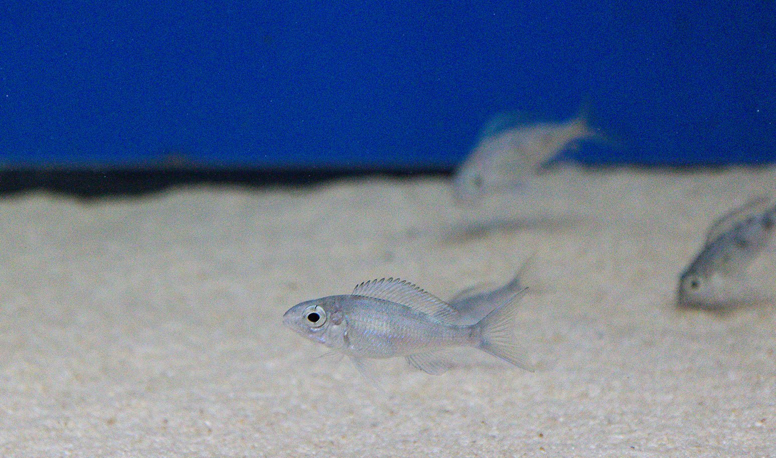Ophthalmotilapia ventralis "Red Cap"
