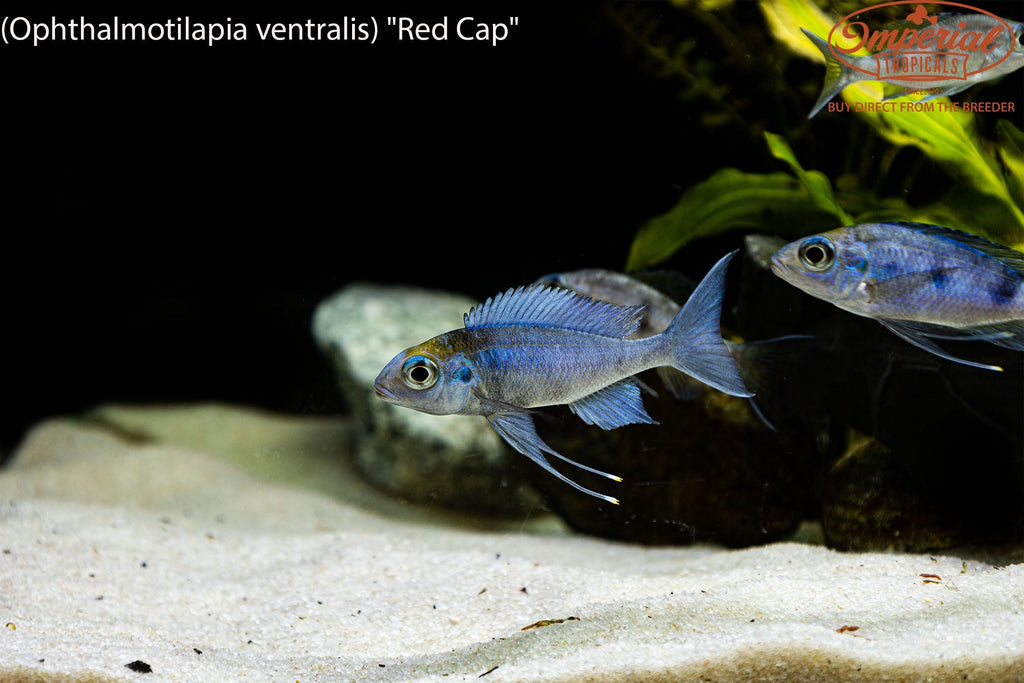 Ophthalmotilapia ventralis "Red Cap"