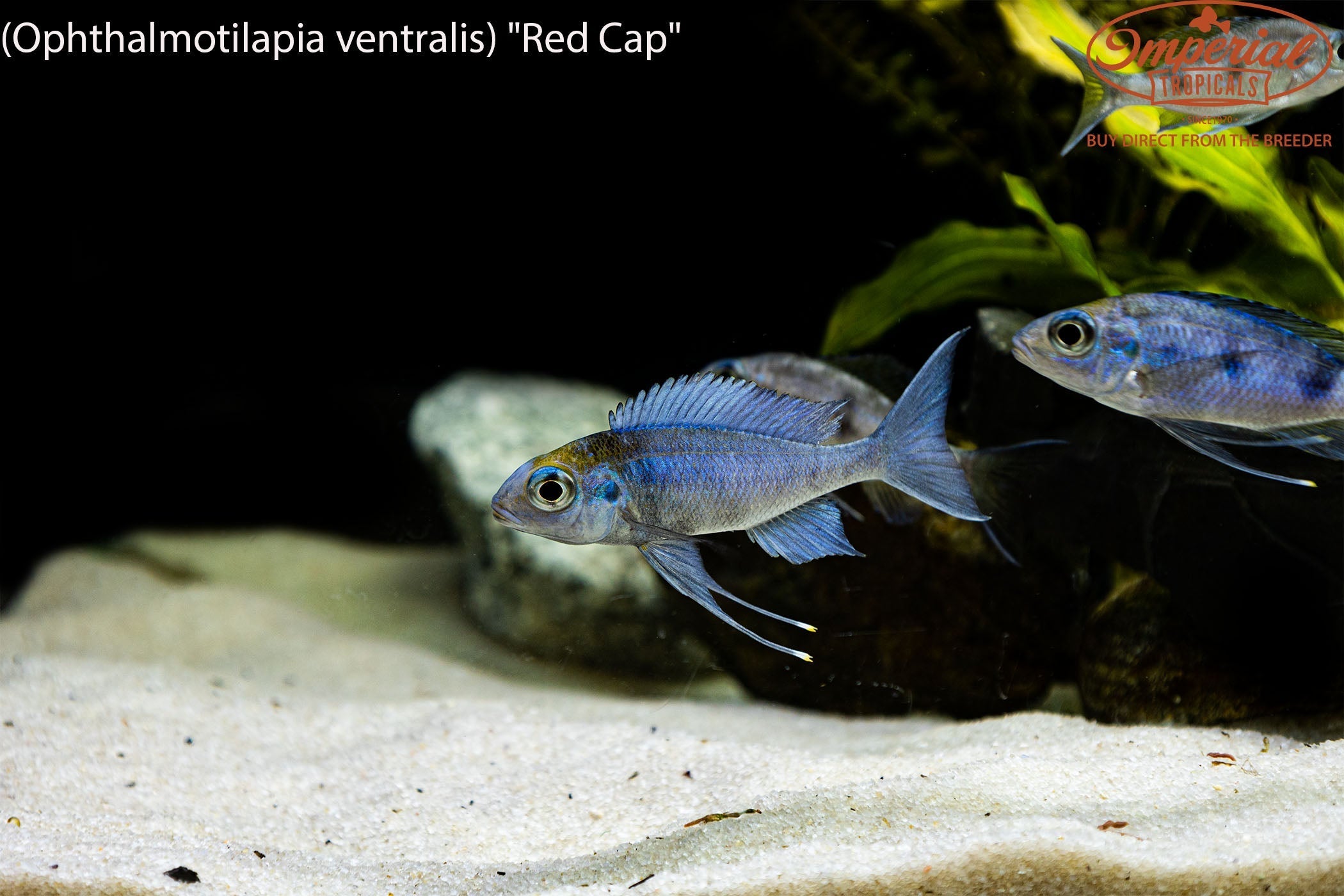 Ophthalmotilapia ventralis "Red Cap"