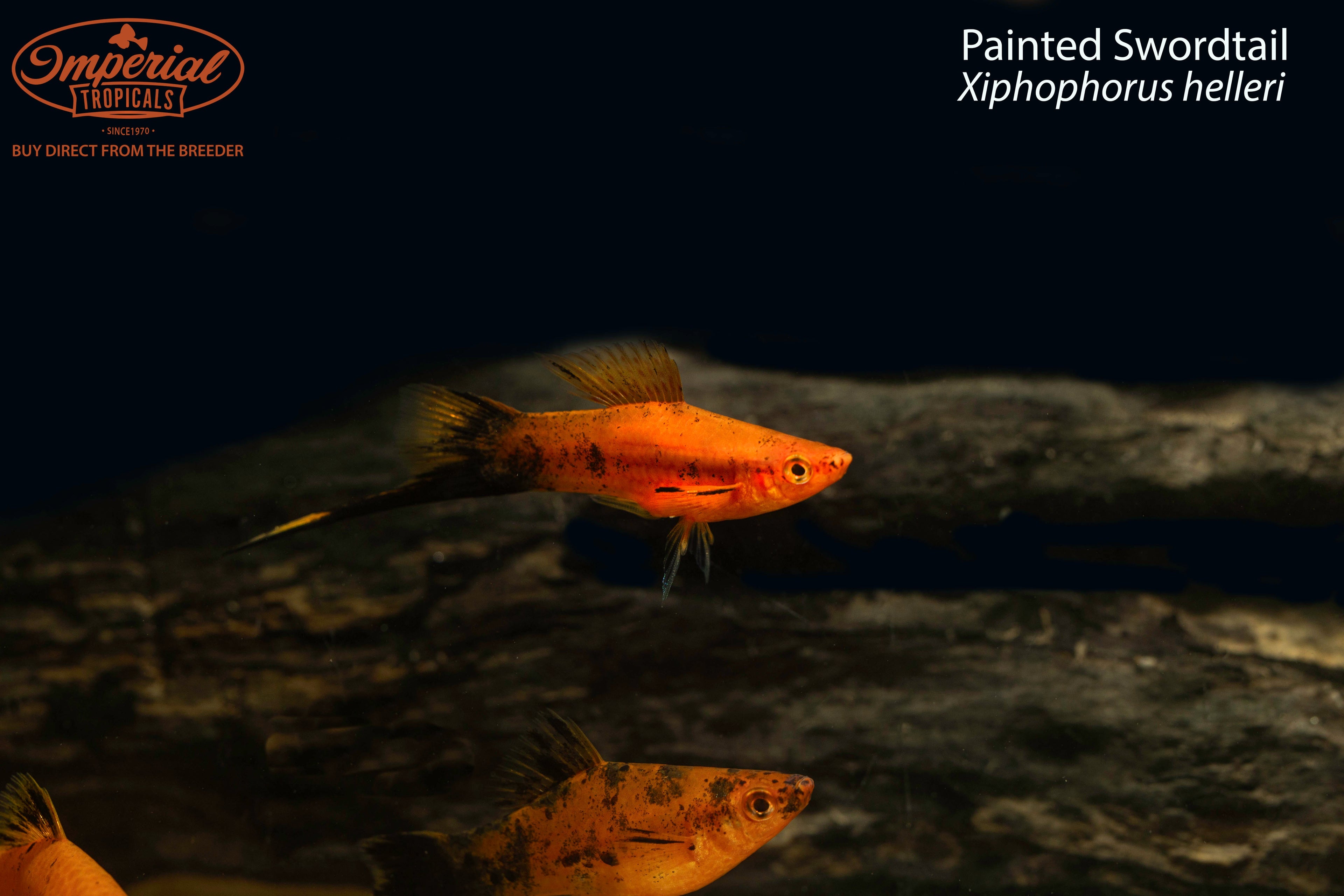 Painted Swordtail