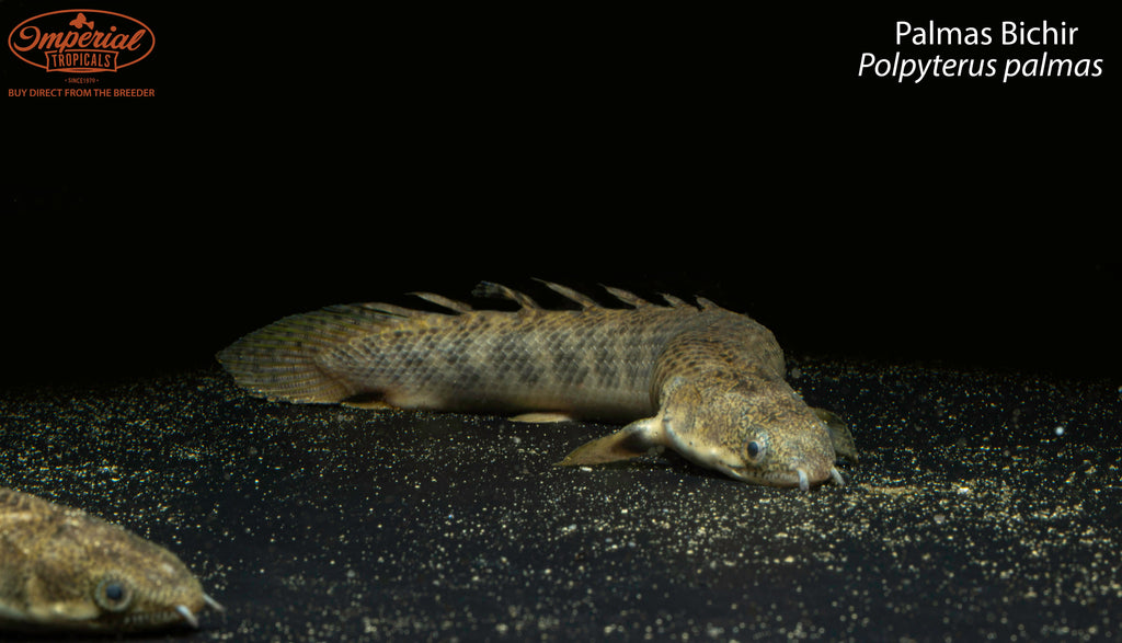 Palmas Bichir