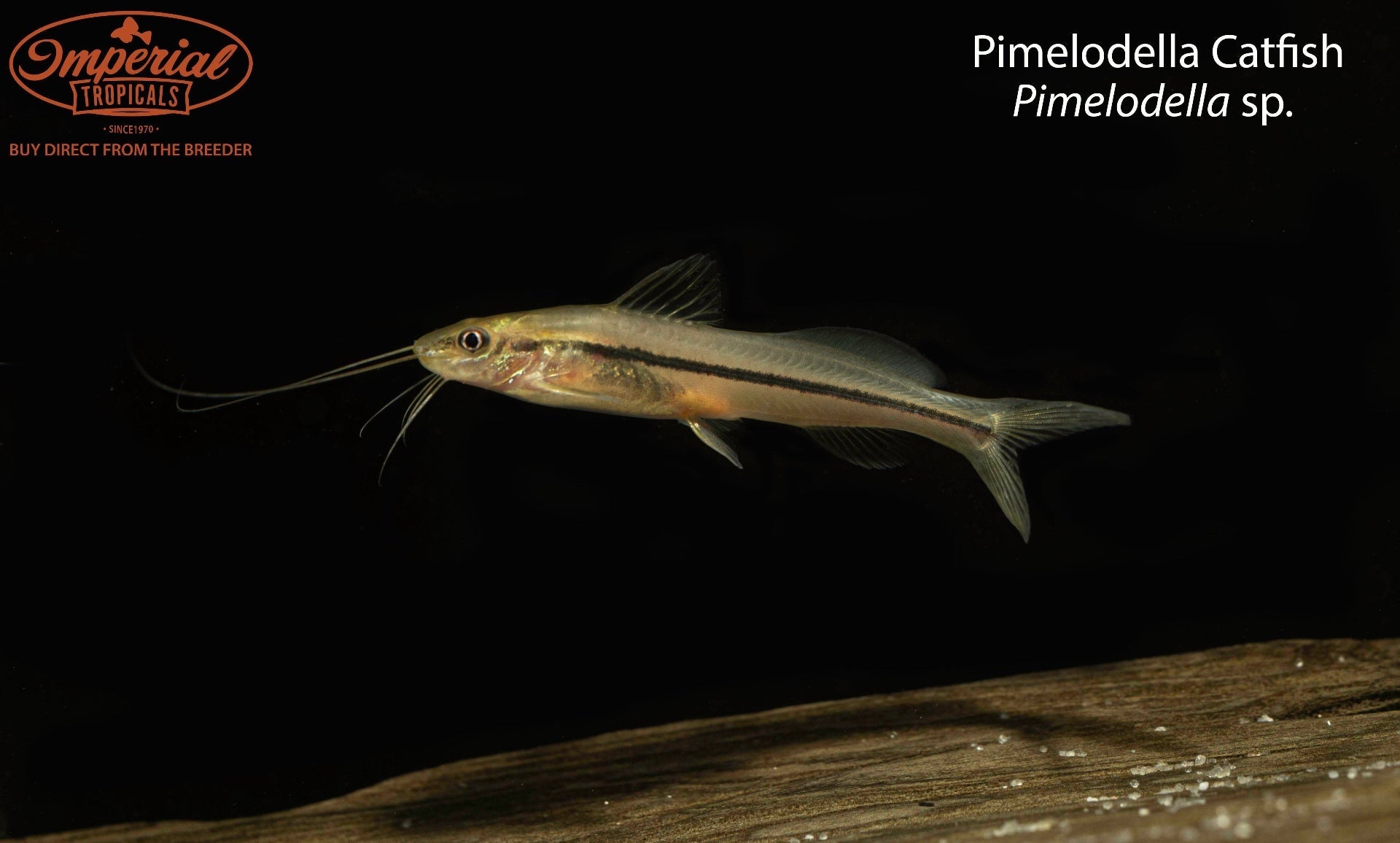 Pimelodella Catfish (Pimelodella sp.)