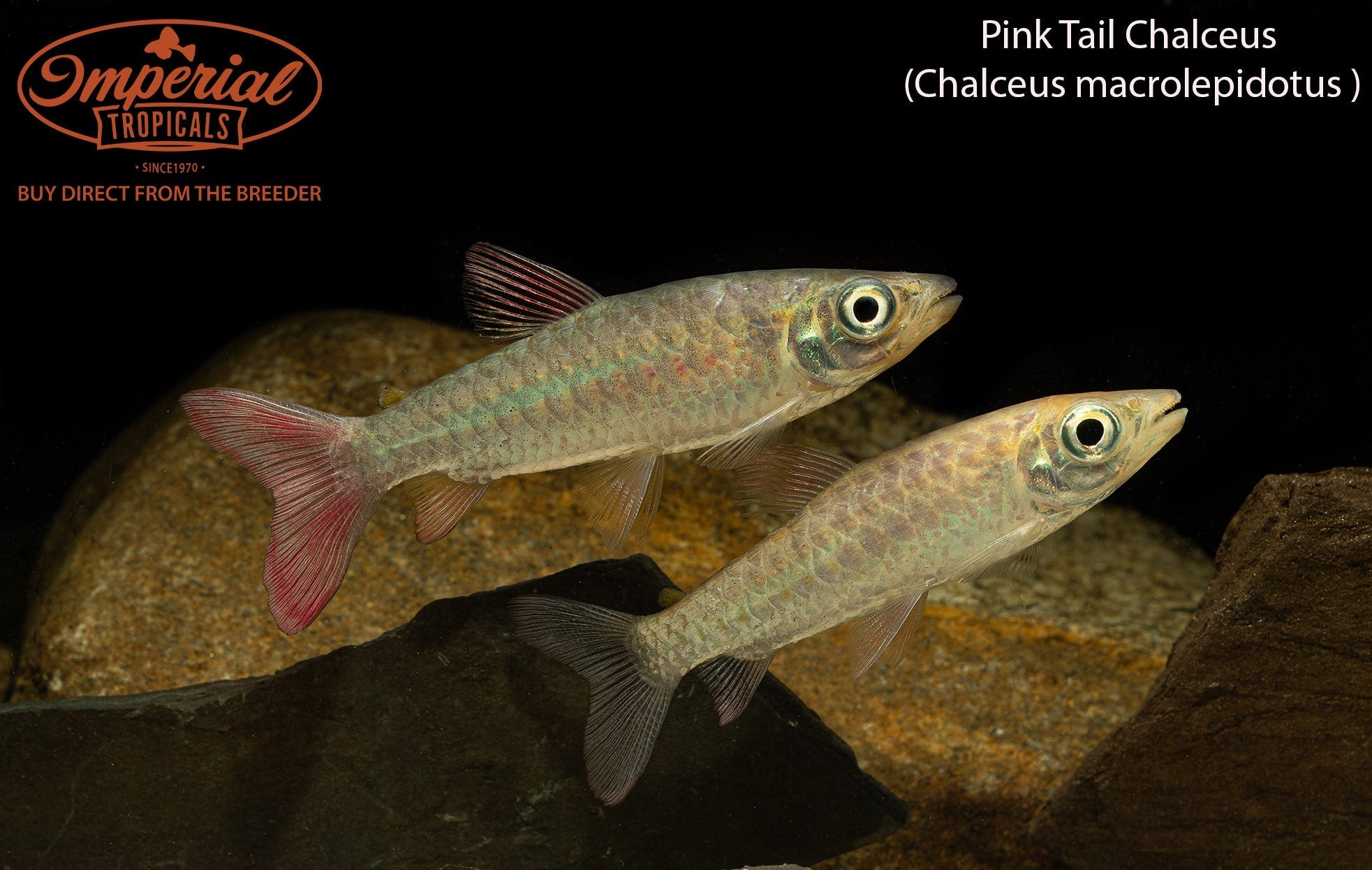 Pink Tail Chalceus