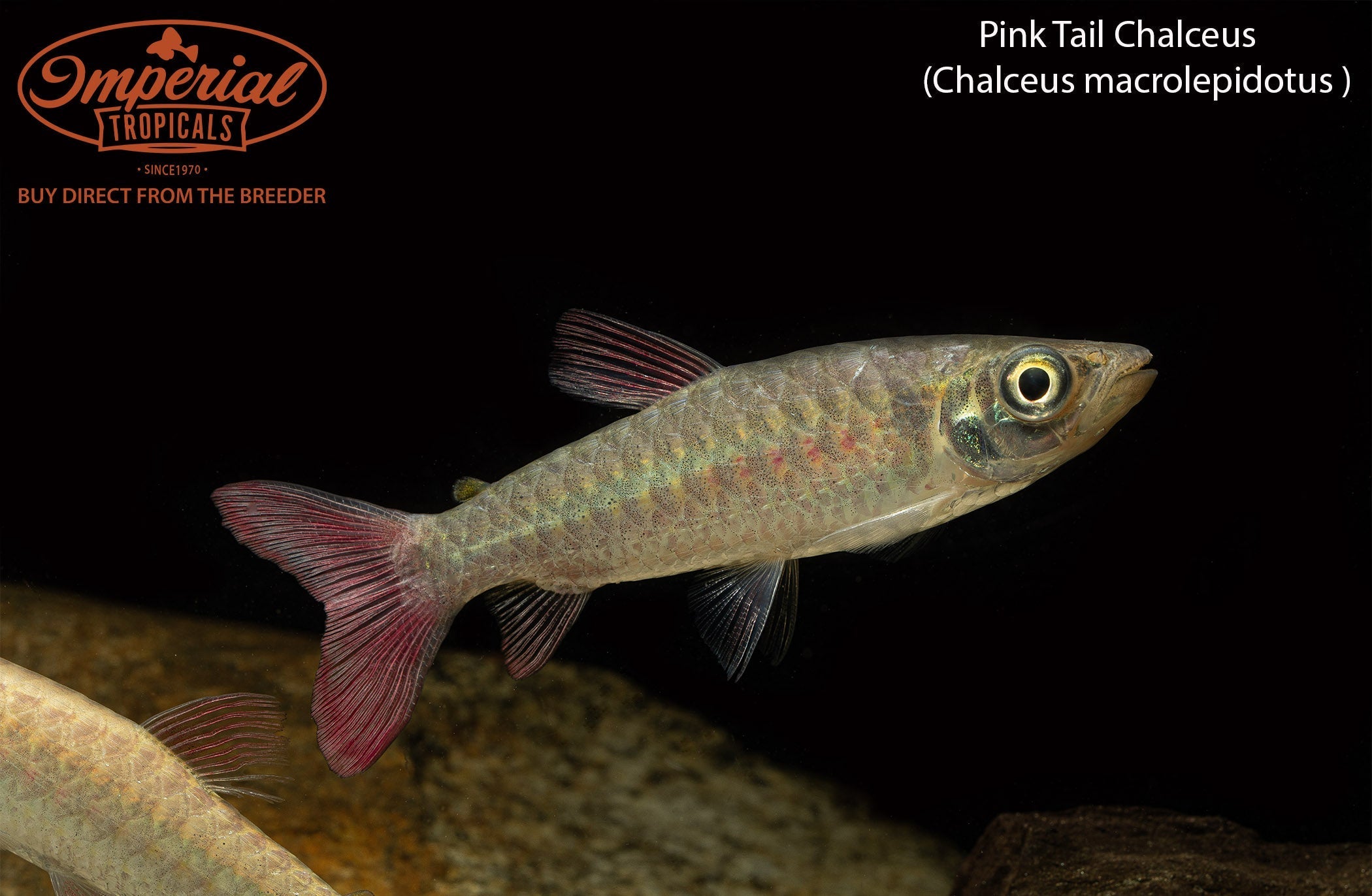 Pink Tail Chalceus
