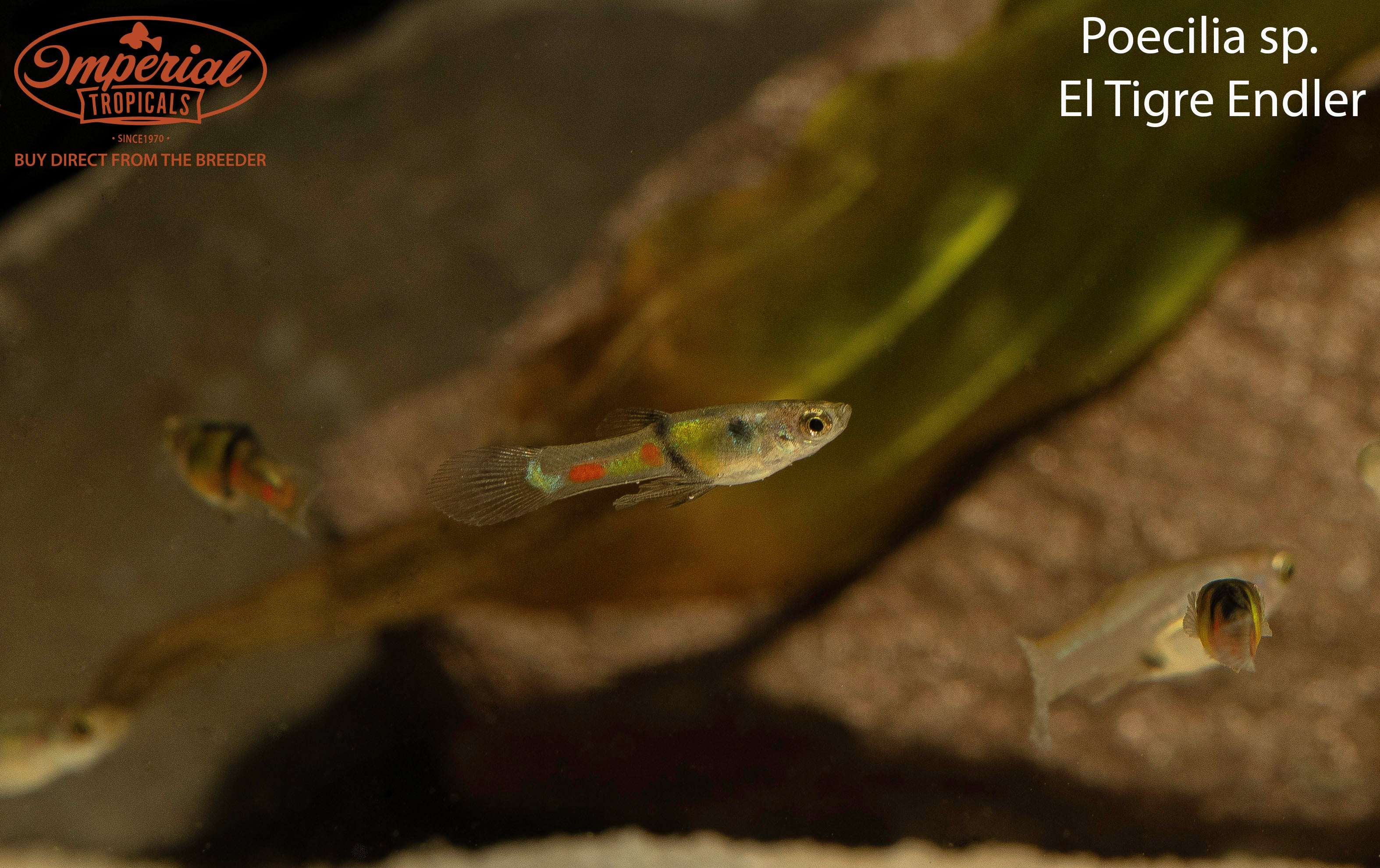 El Tigre Endler