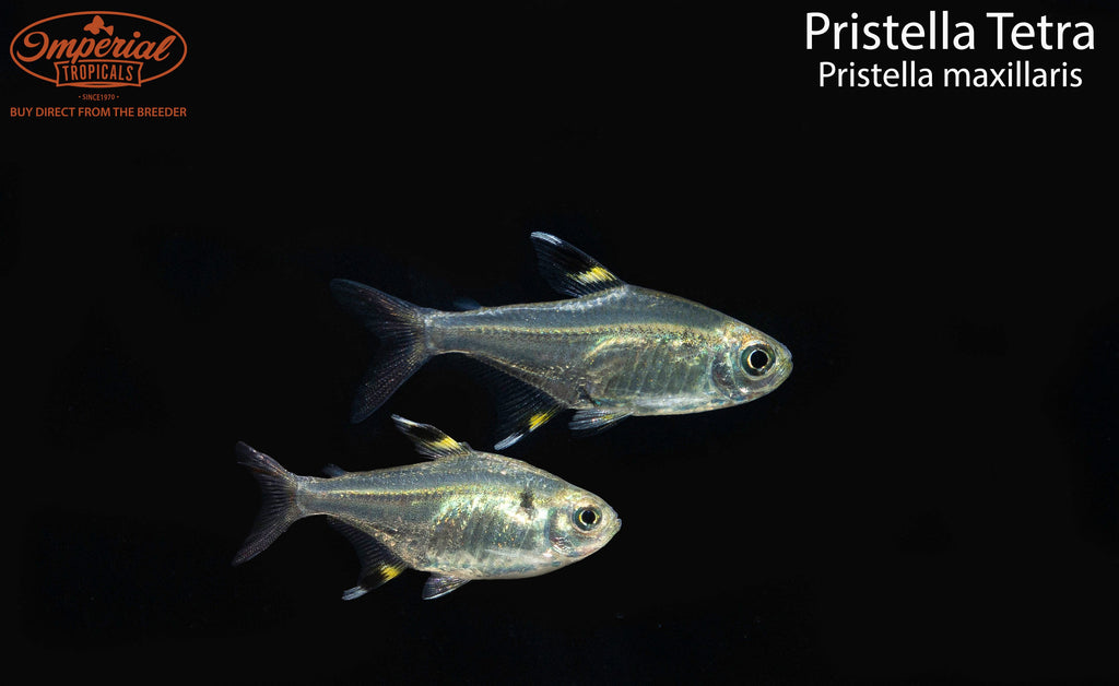 Pristella Tetra