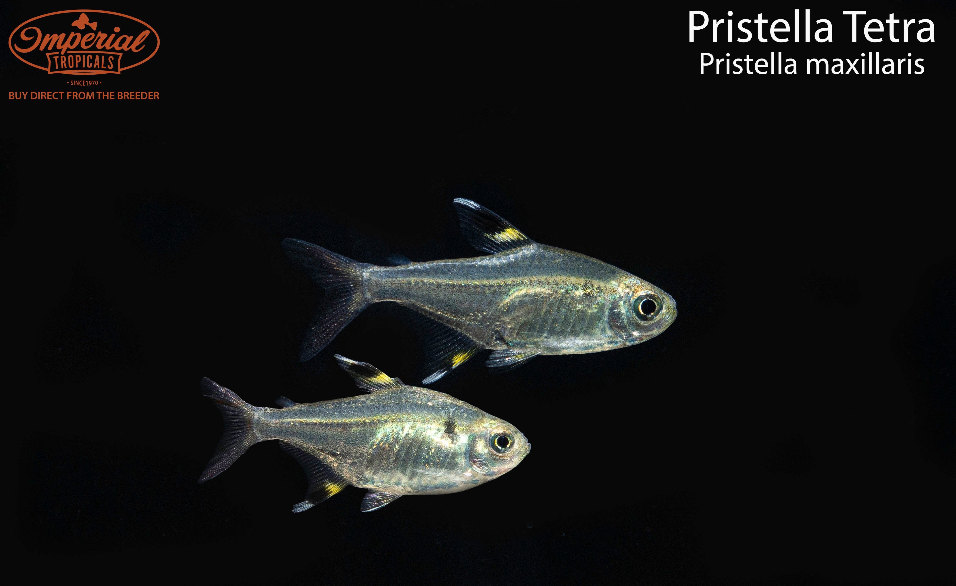 Pristella Tetra