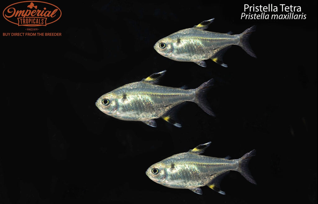Pristella Tetra