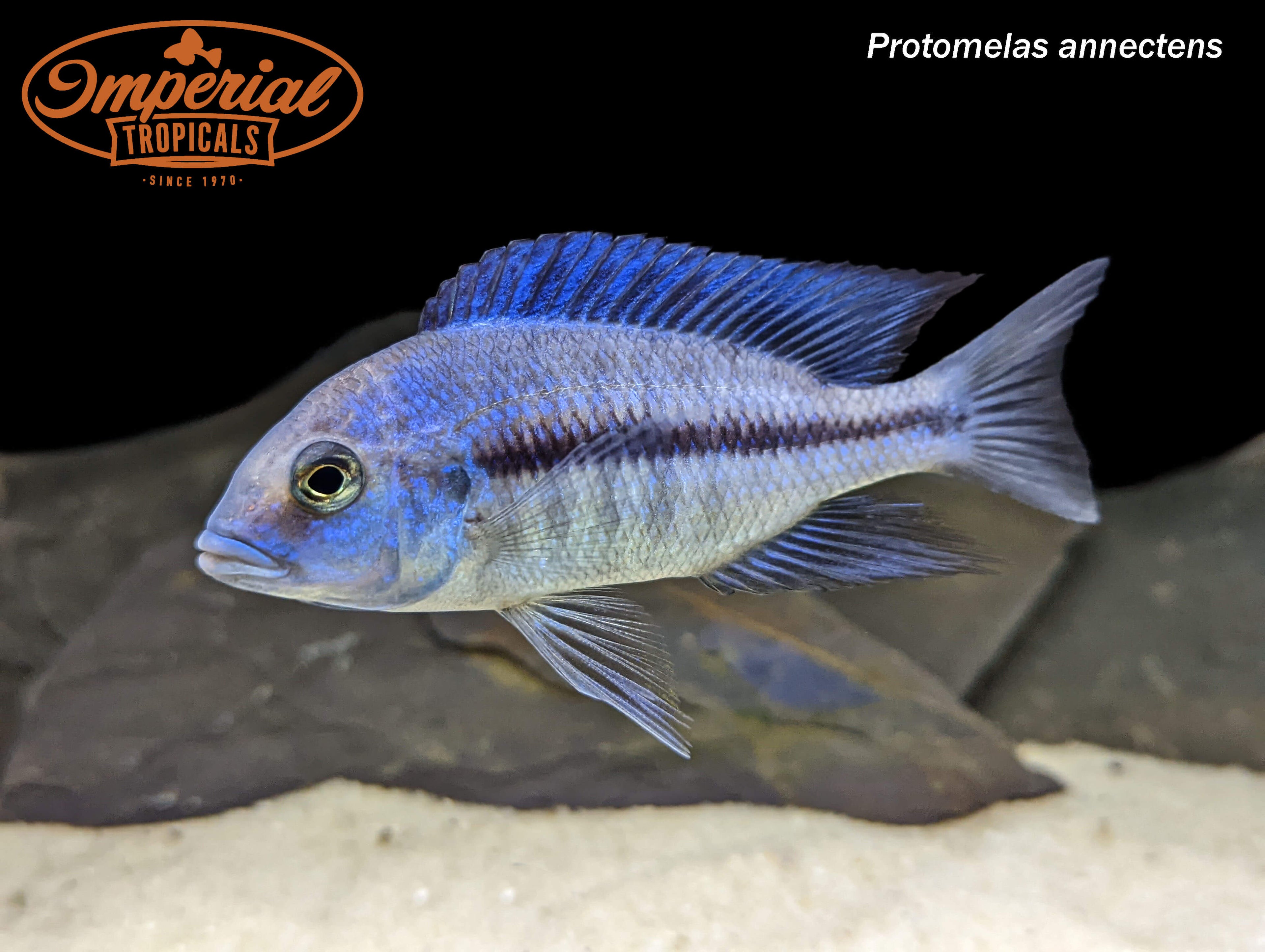 Protomelas annectens