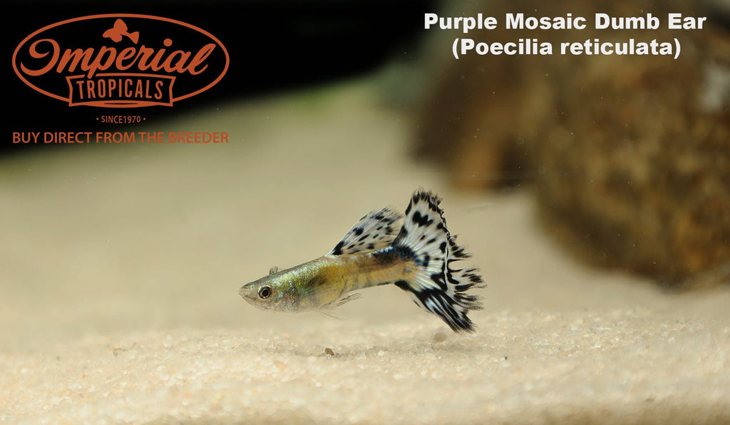 Purple Mosaic Dumbo Ear Guppy