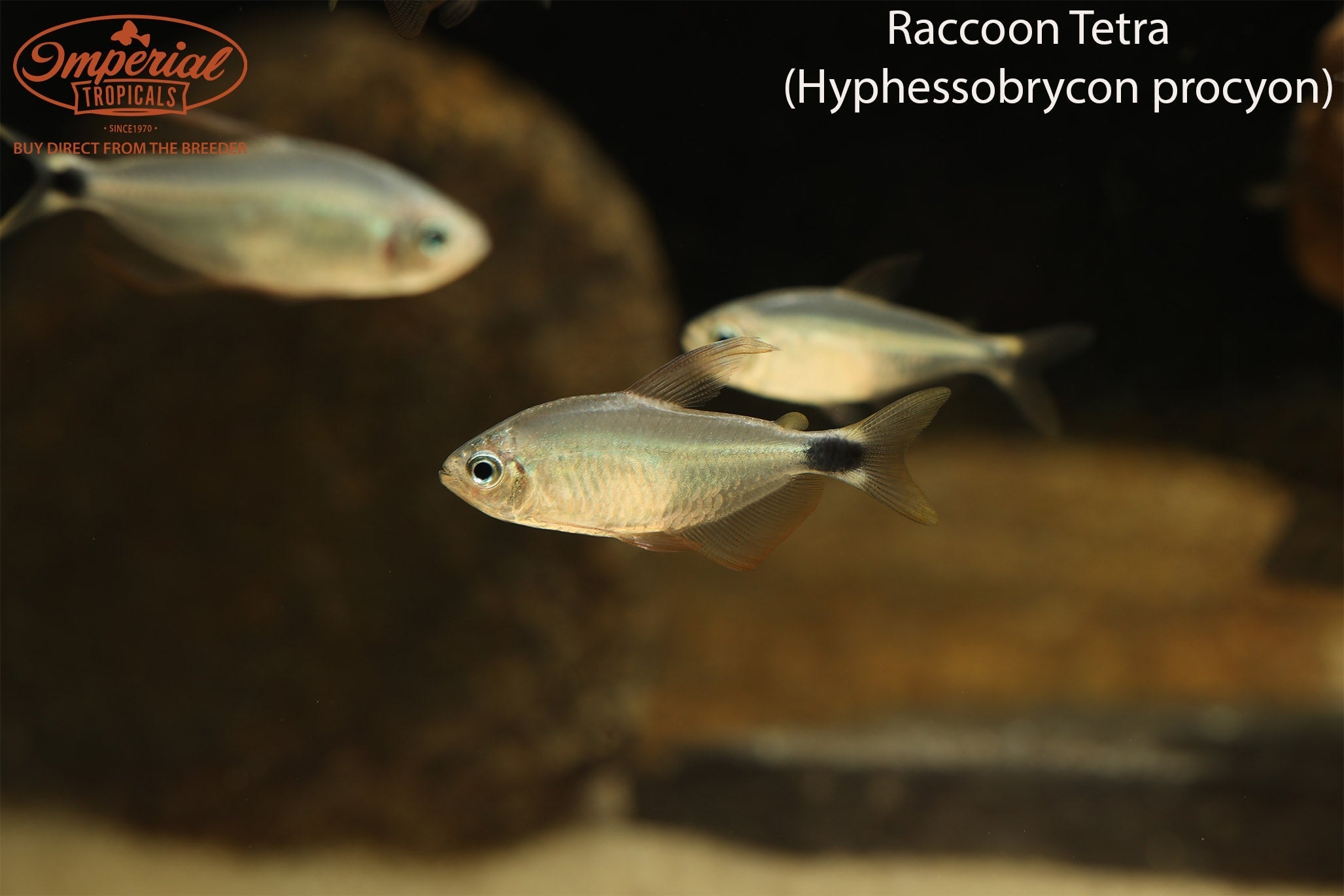 Raccoon Tetra