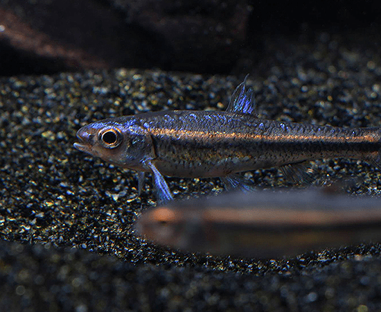 Rainbow Shiner