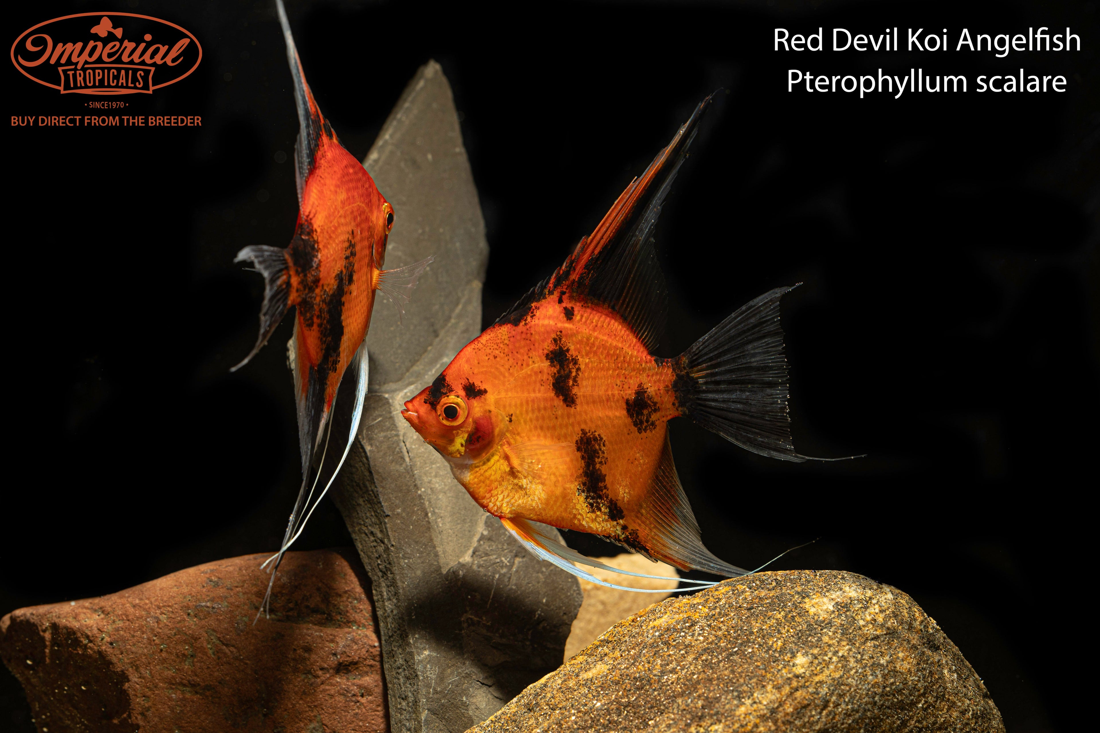 Red Devil Koi Angelfish