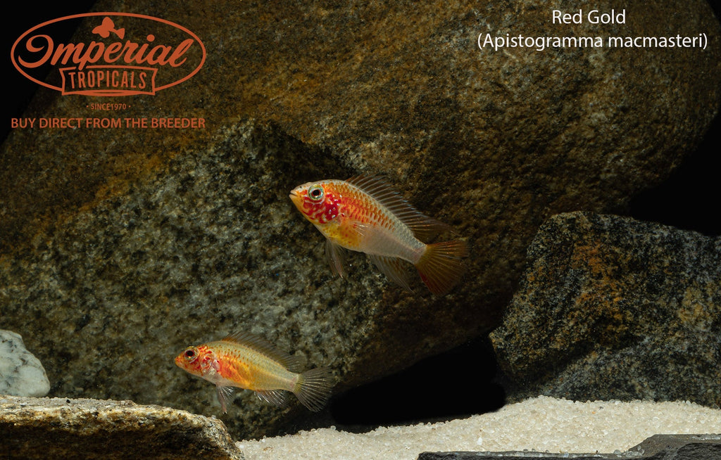 Red Gold Macmasteri