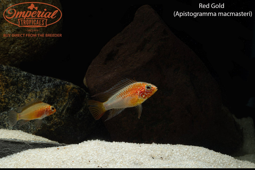 Red Gold Macmasteri