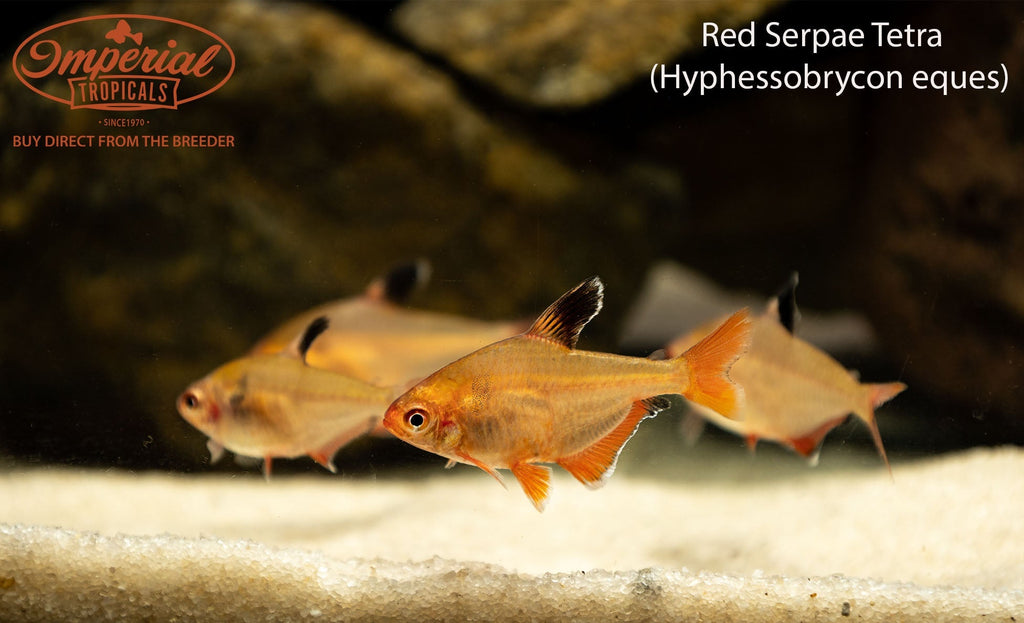 Red Serpae Tetra